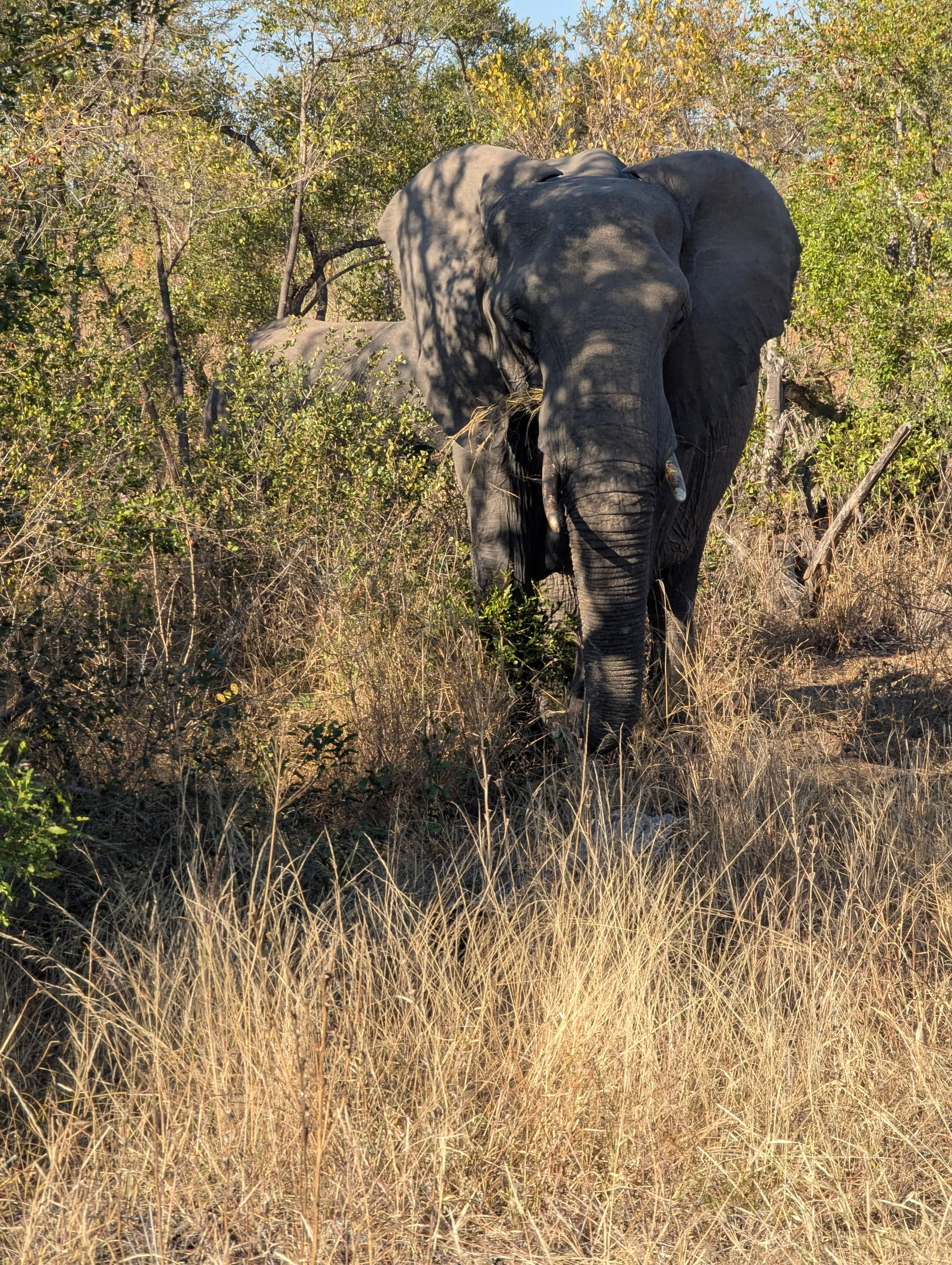 Kruger National Giant