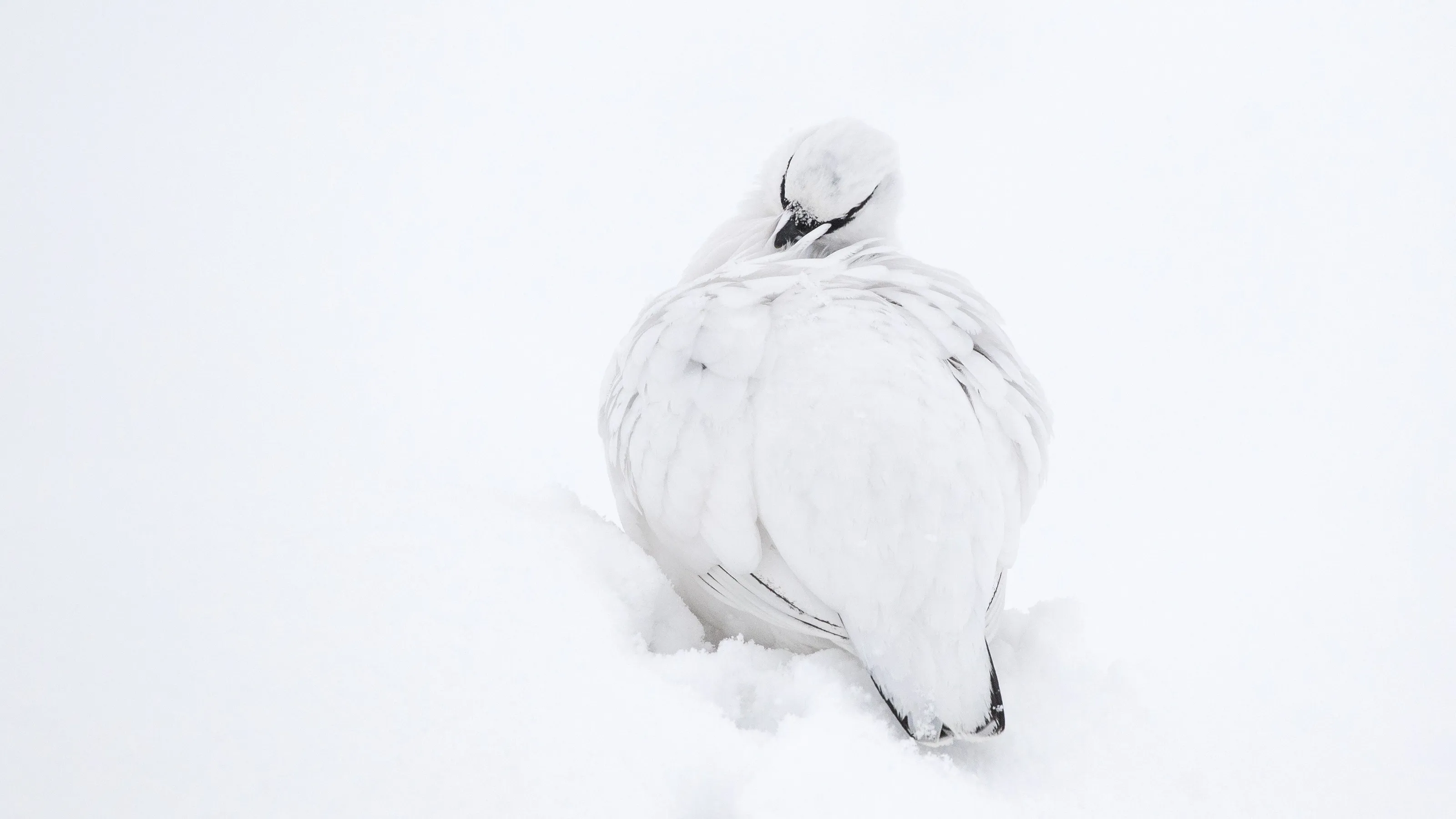 Ptarmigan Grooming