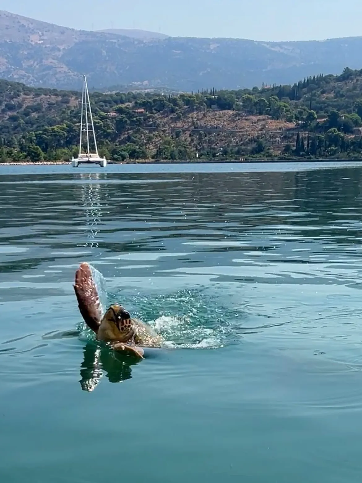 Sea turtle in Kefalonia
