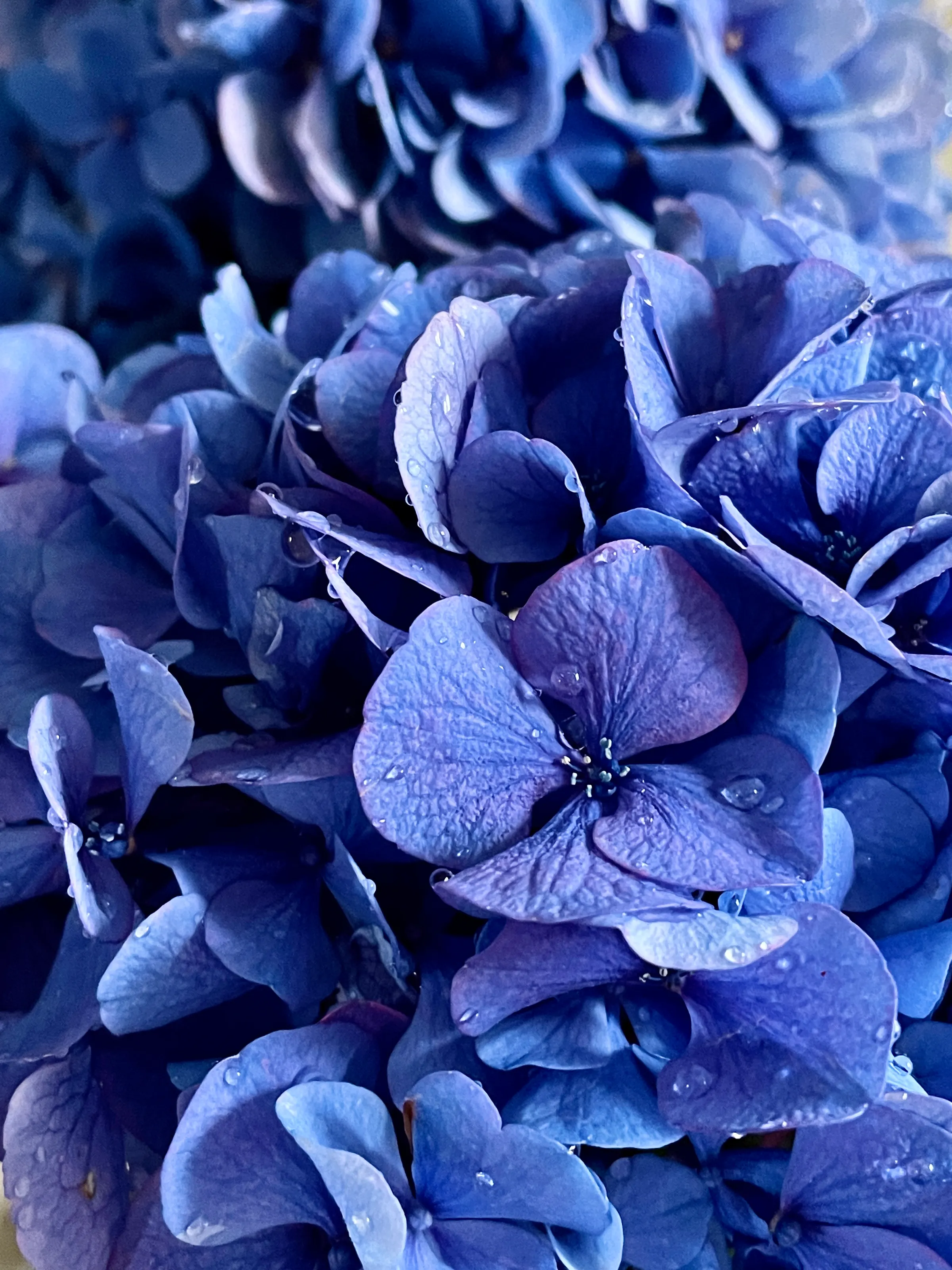 My lovely flowers