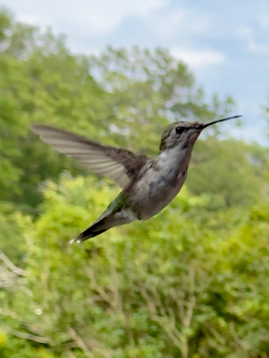 Ruby-Throated Hummingbird