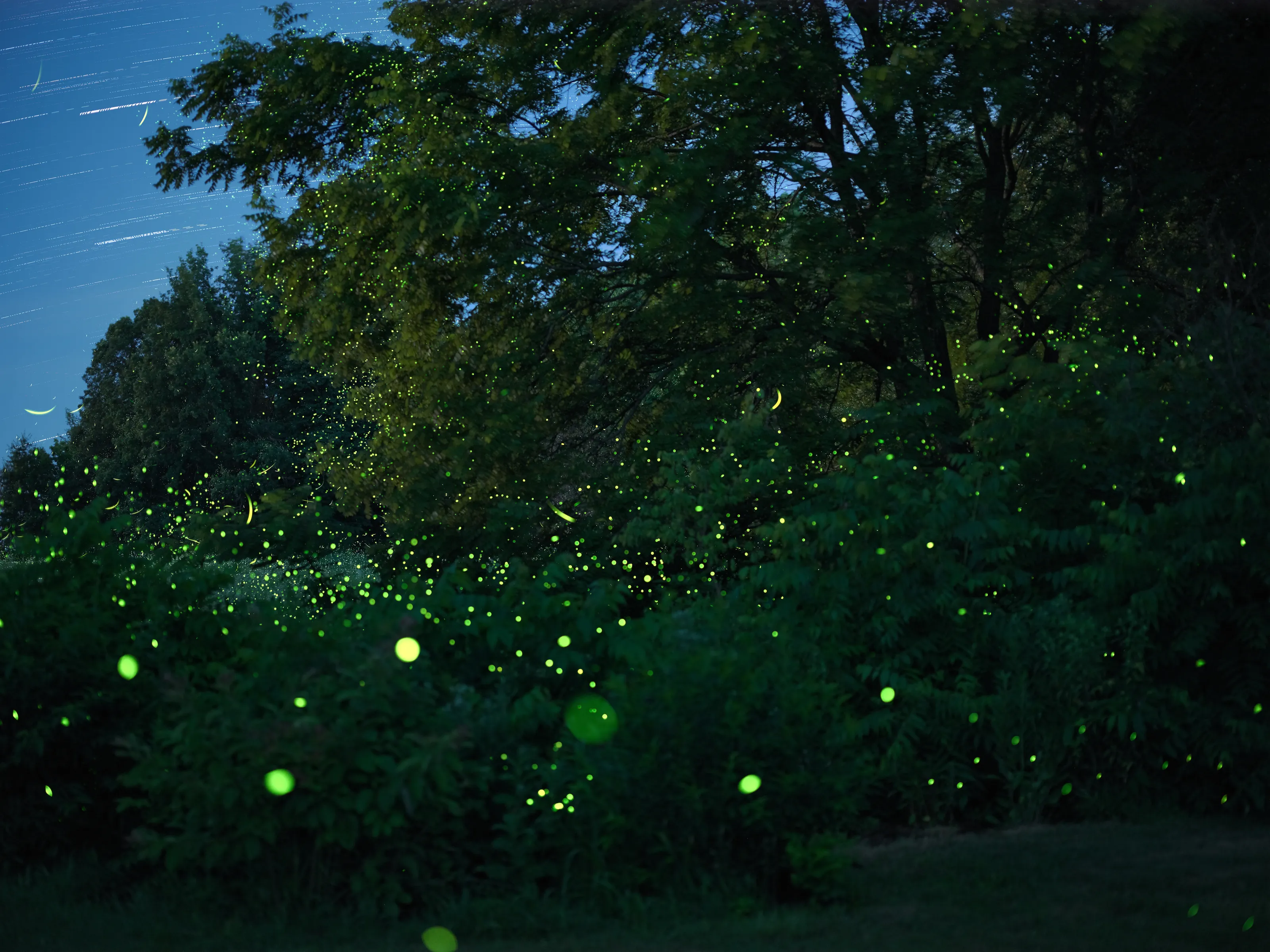 Lightning bugs 1