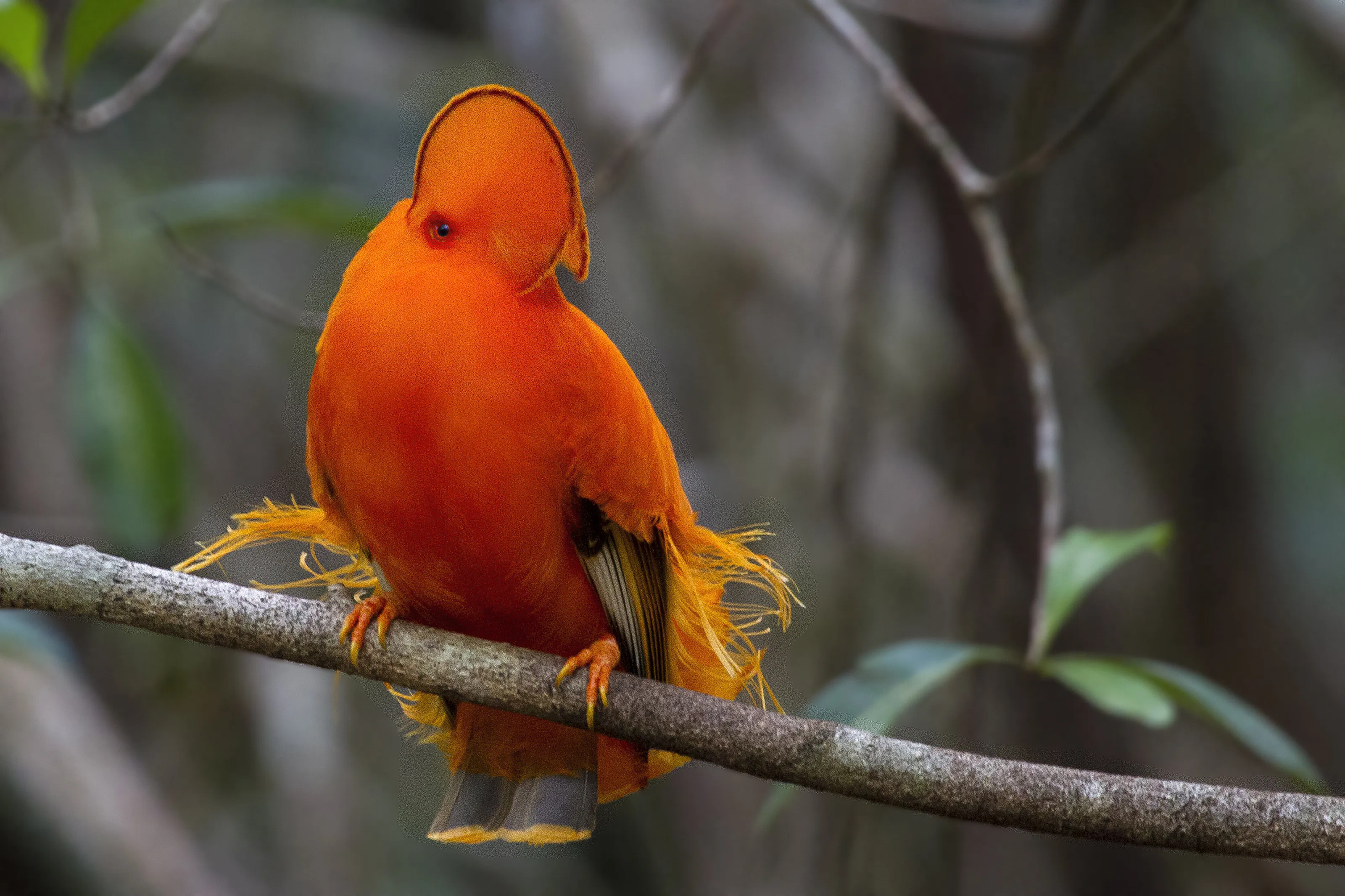 Guianan Cock-of-the-rock (Rupicola rupicola)