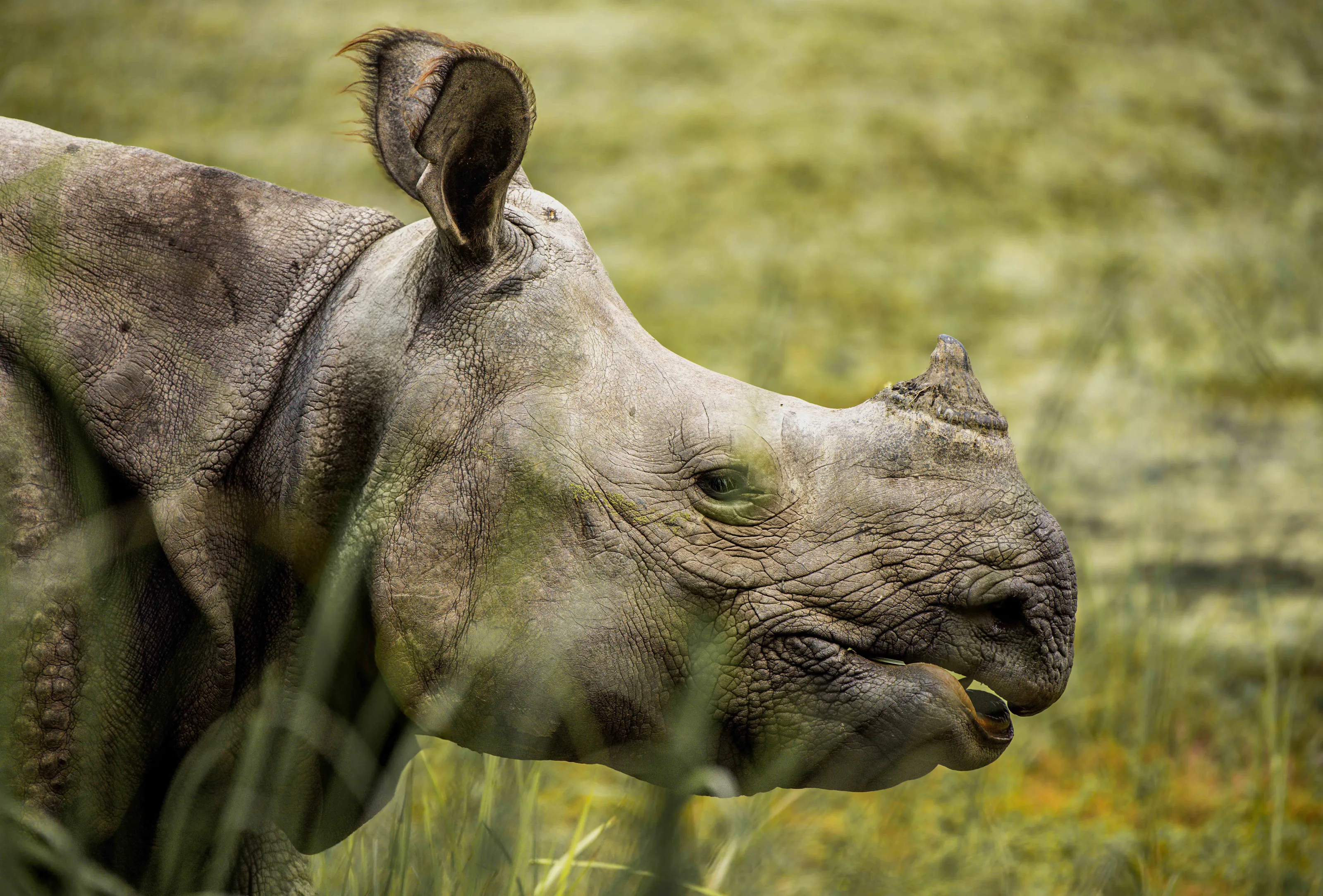 Greater One Horned Rhino