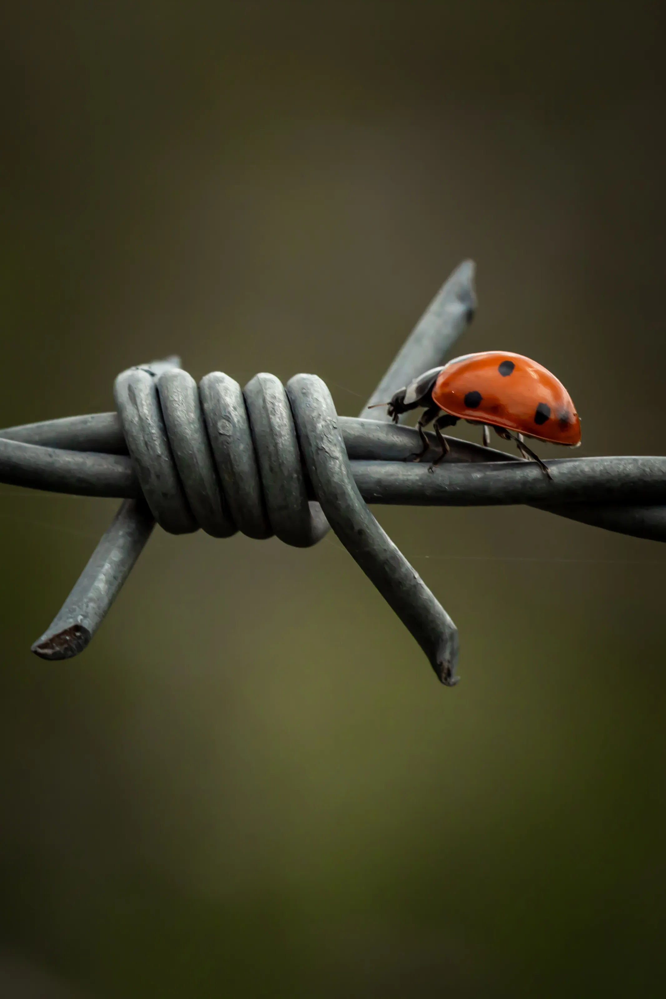 Barbed Flier