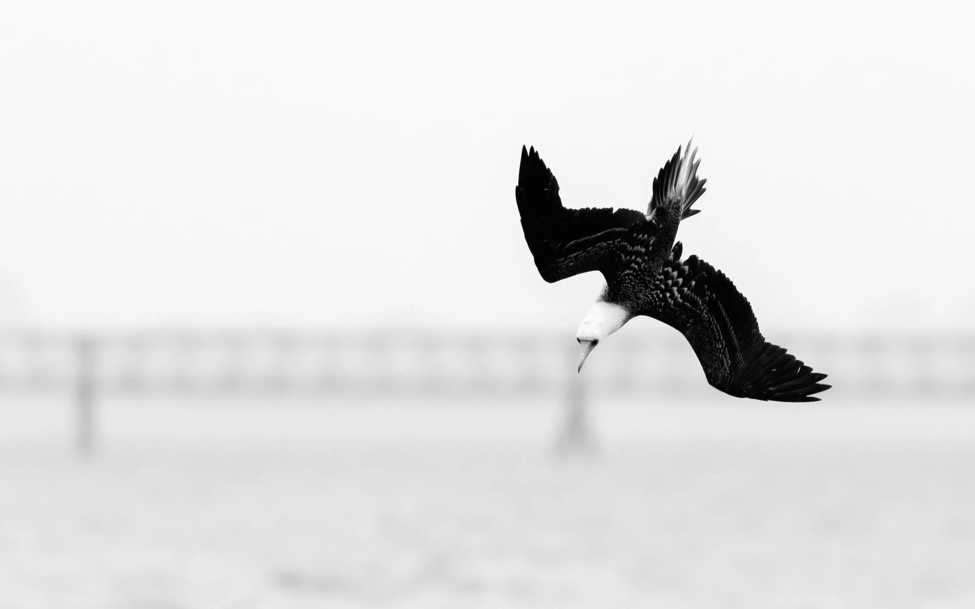 Peruvian Booby diving
