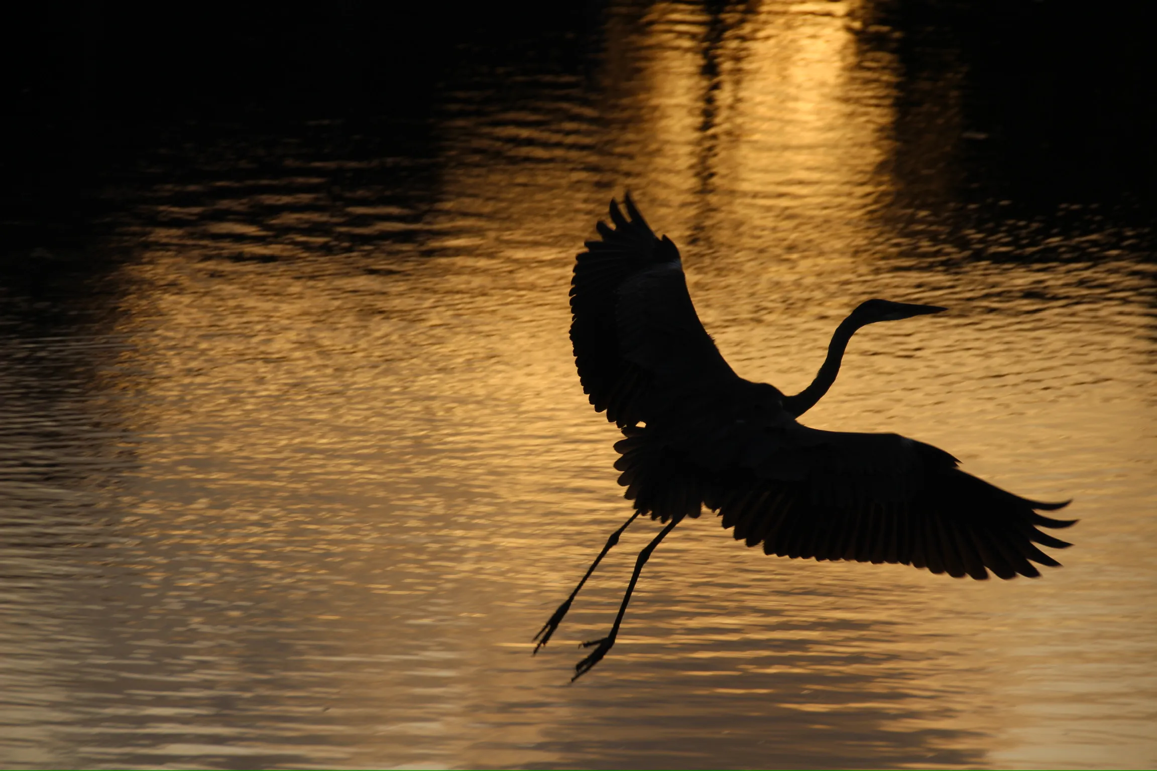 Bird on lake