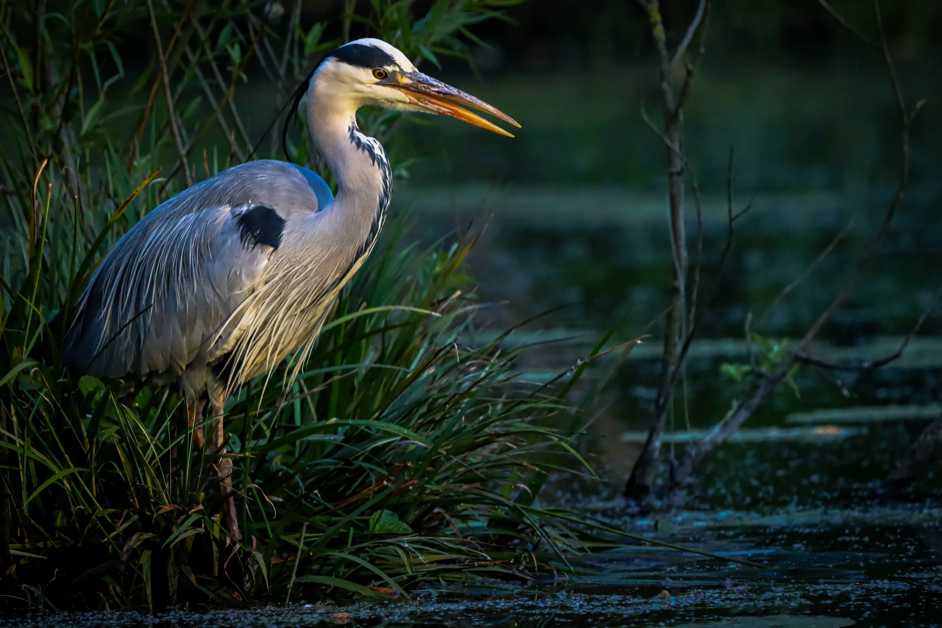 Grey heron waiting to catch fish