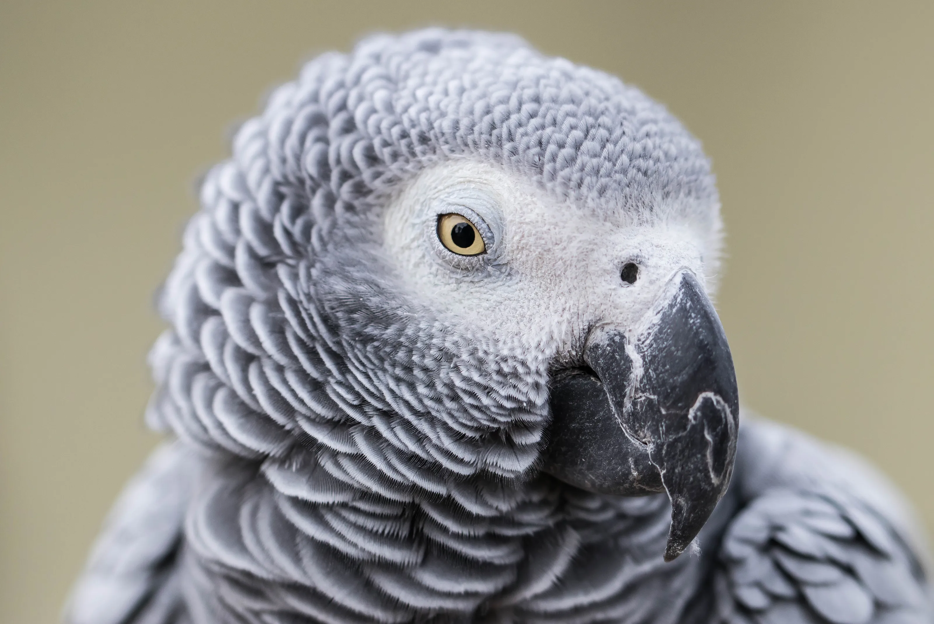 African Grey