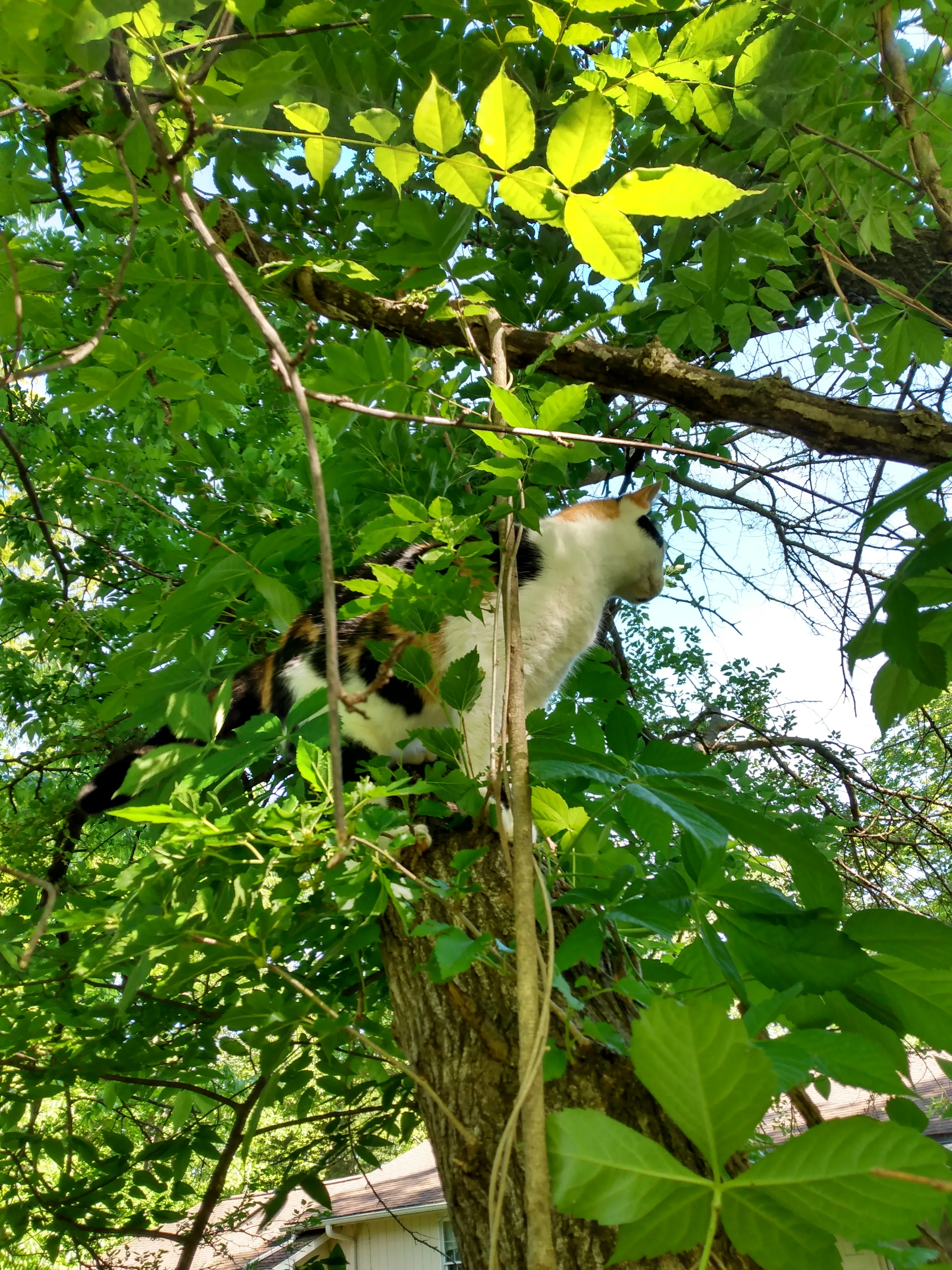 Cat in a tree