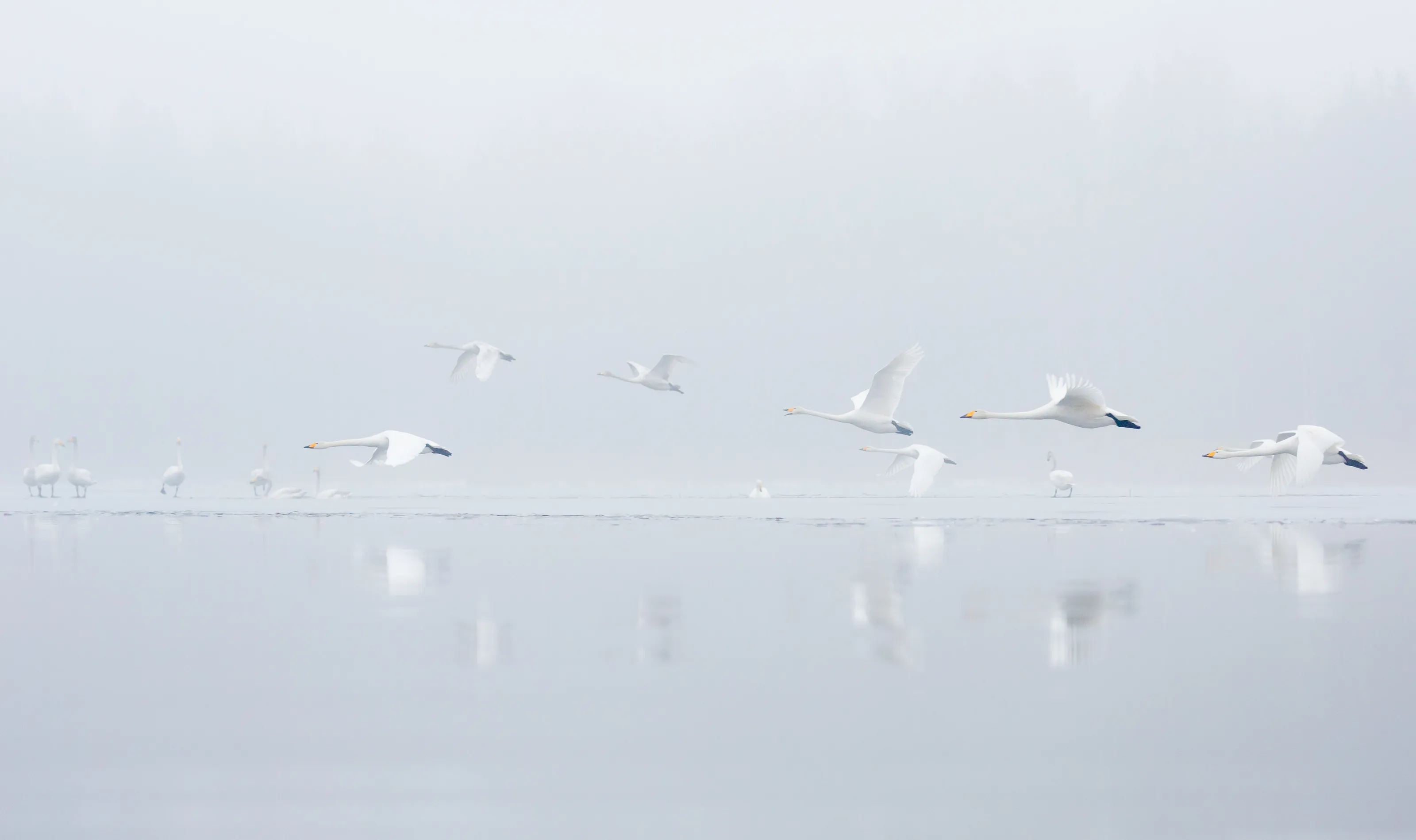 Whooper swans
