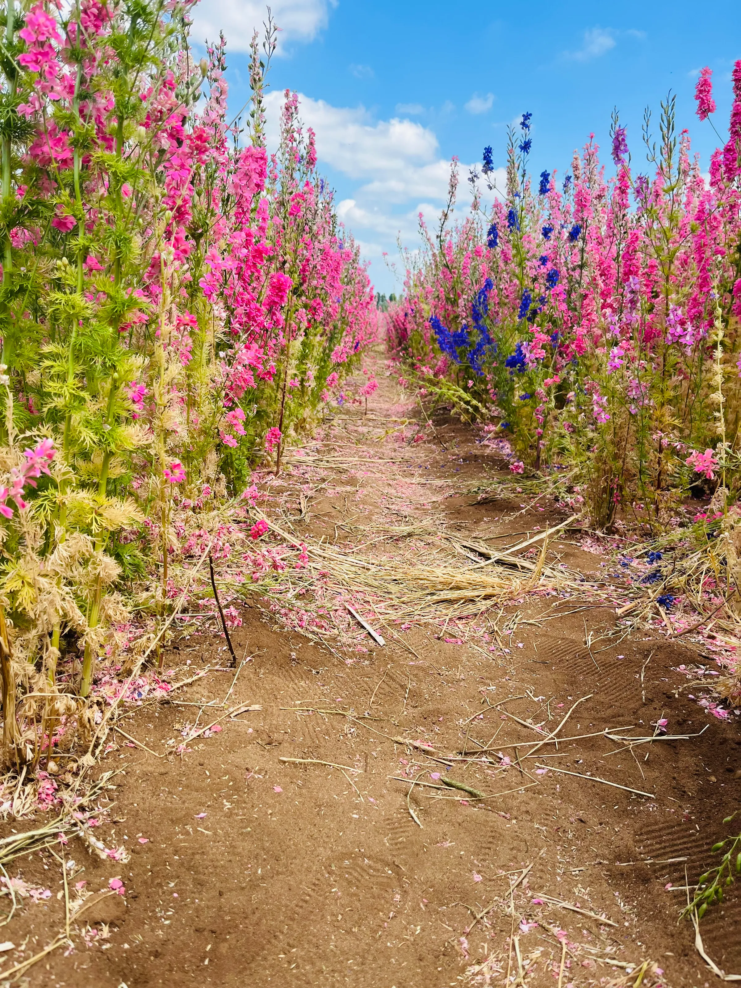 A path of confetti