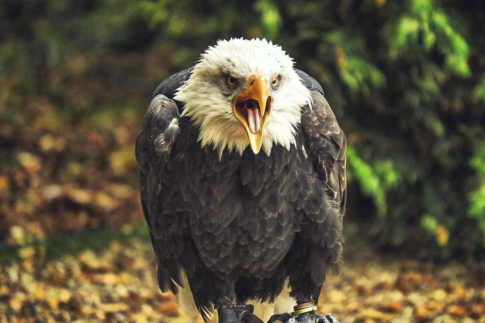 Angry Eagle