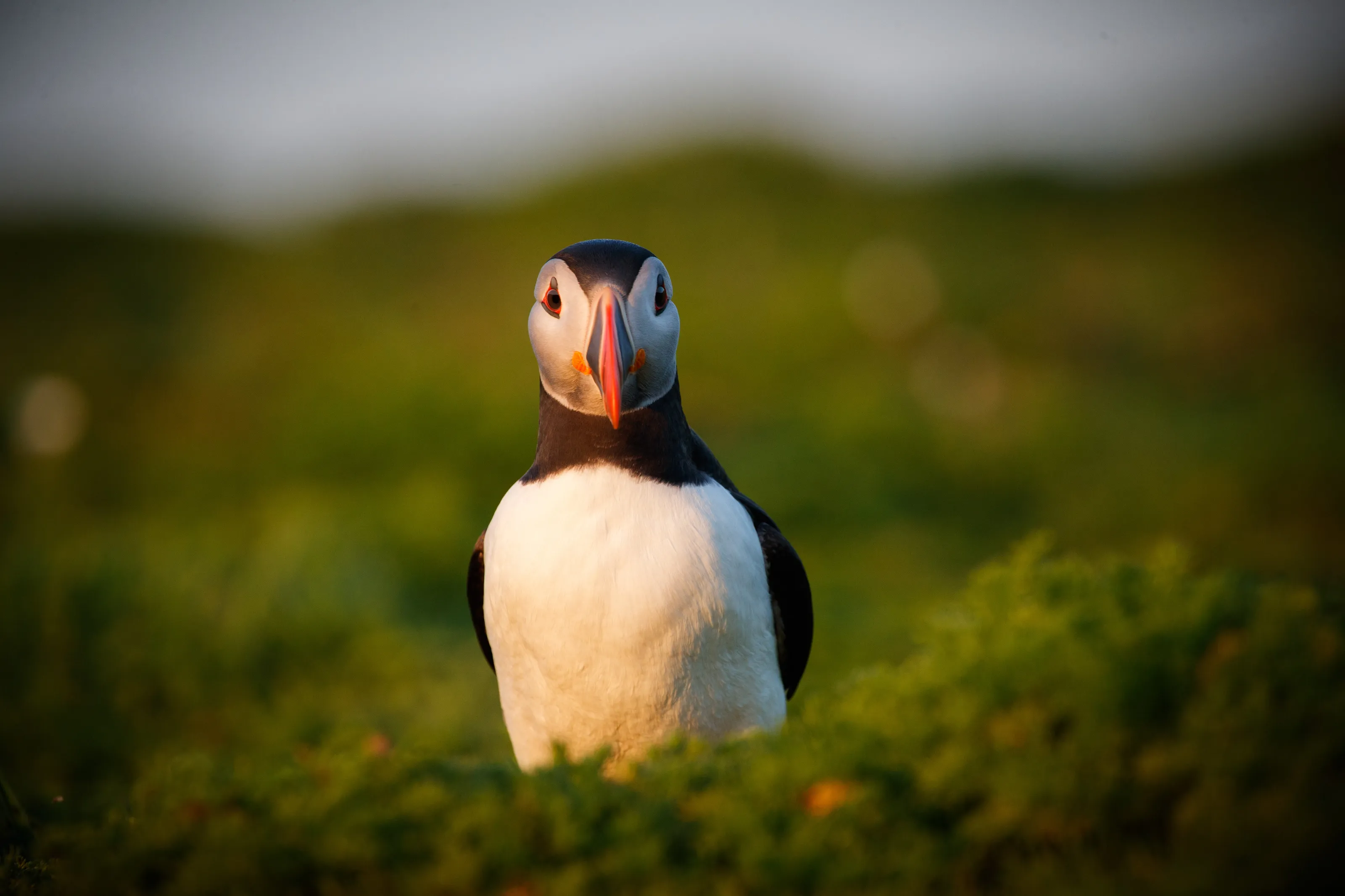 Golden Hour Portrait