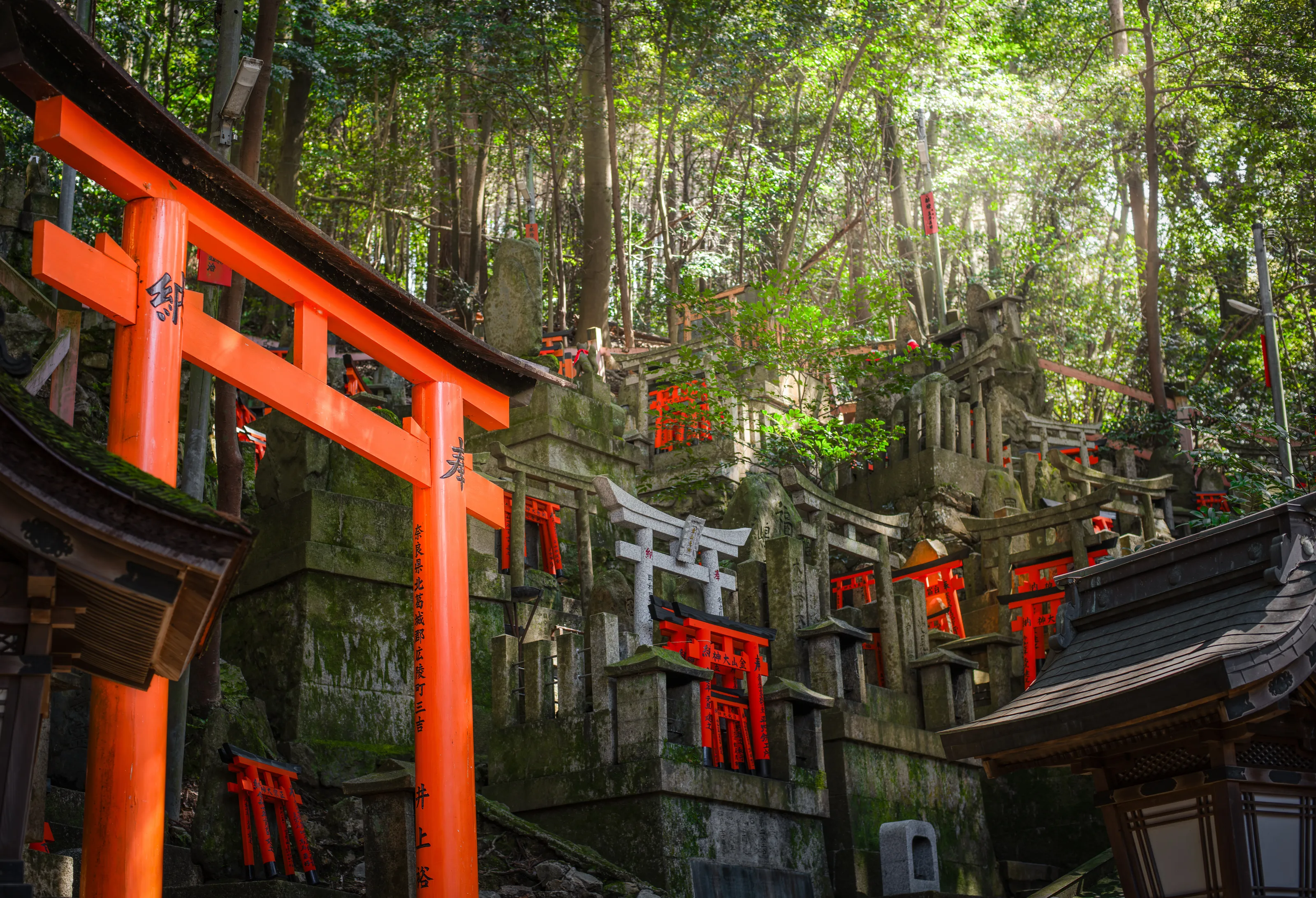 Tori gates of inari shrine Kyoto