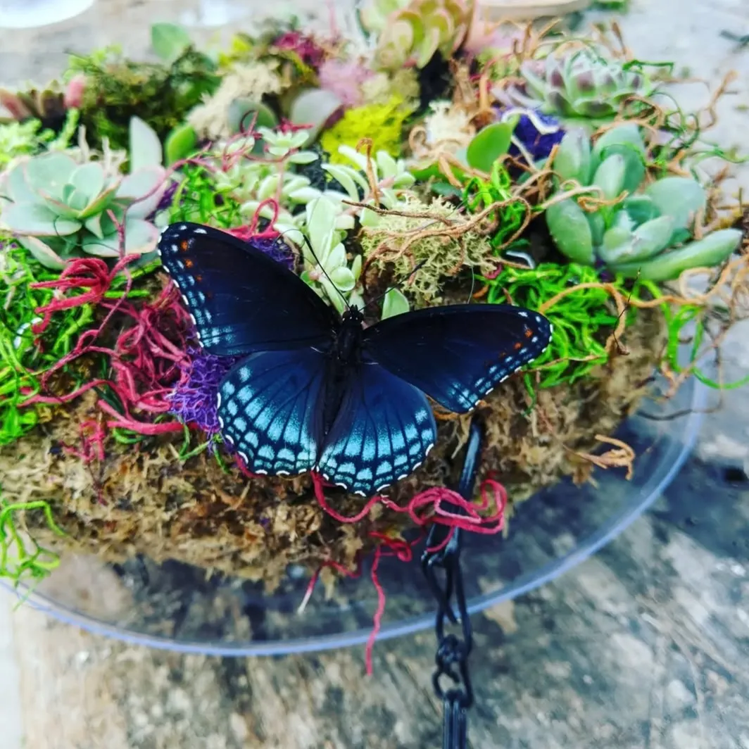Butterfly on Wreath