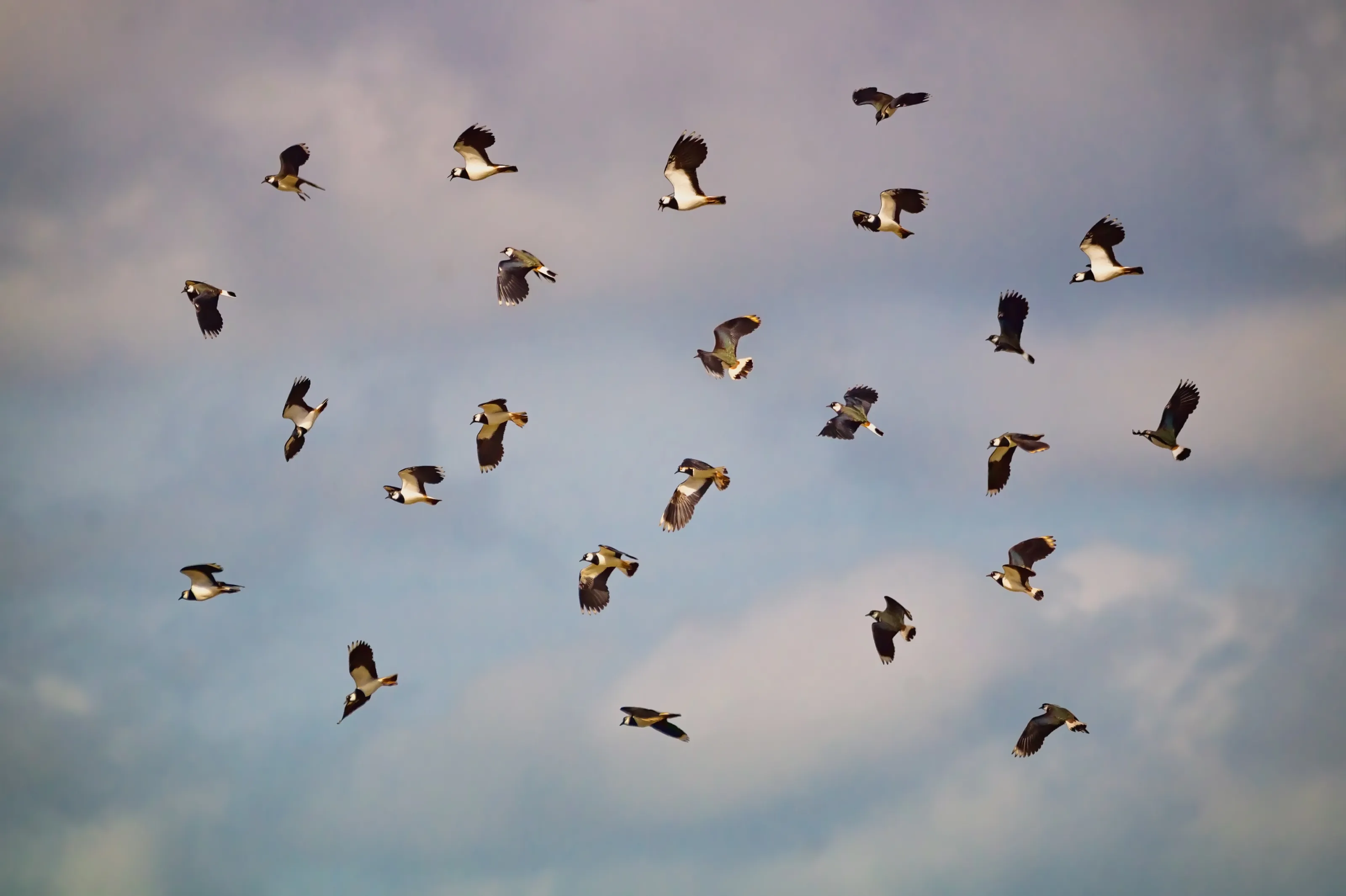 Lapwing Squadron