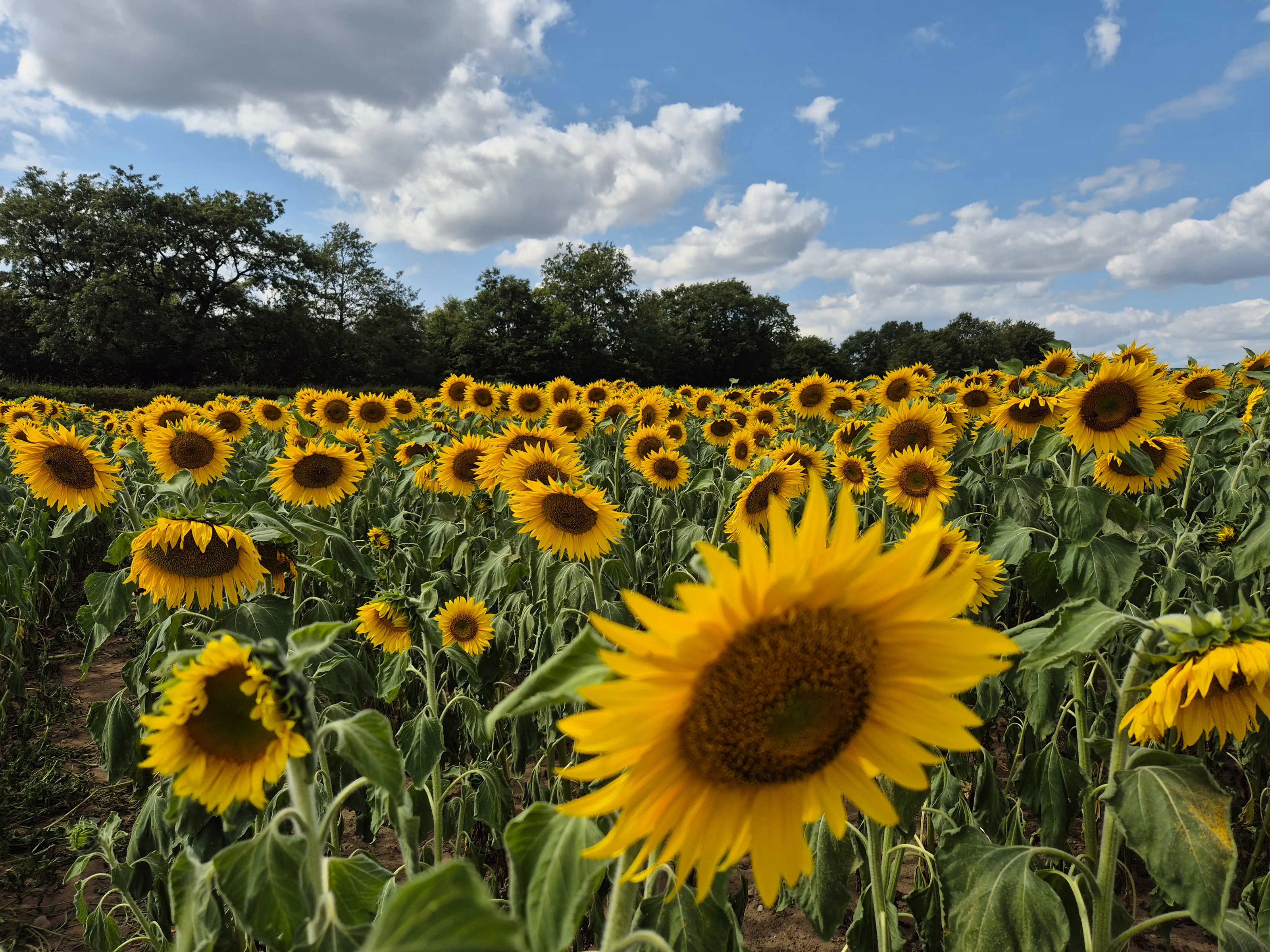 Sunflowers