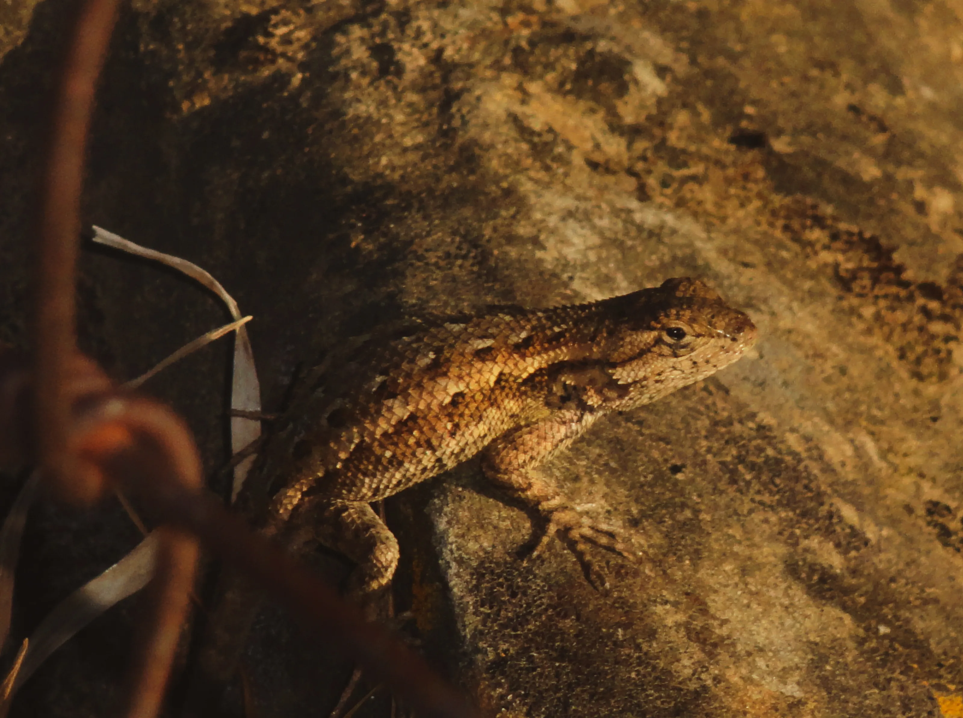 lizard on a rock