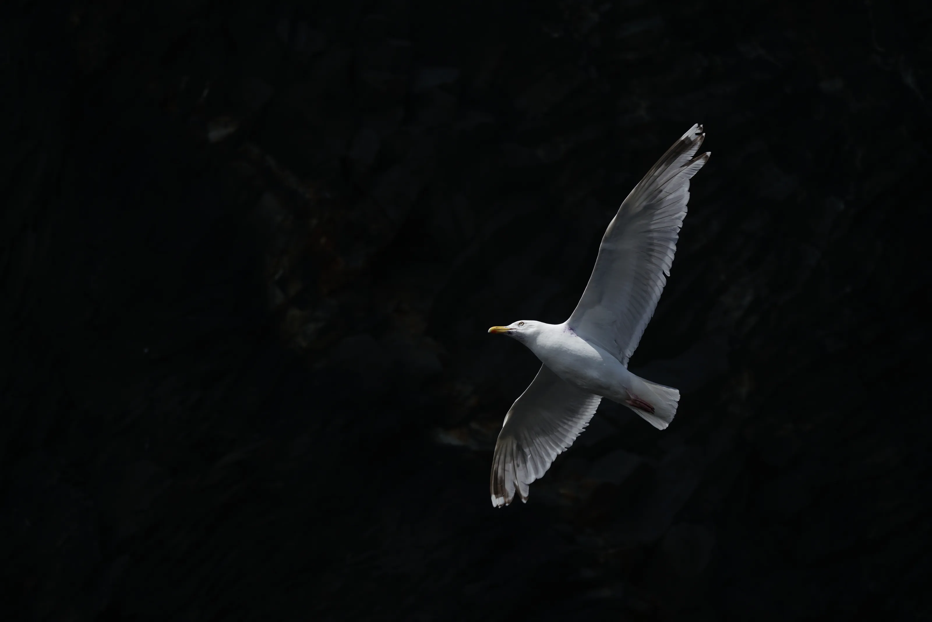 Pure Iceland