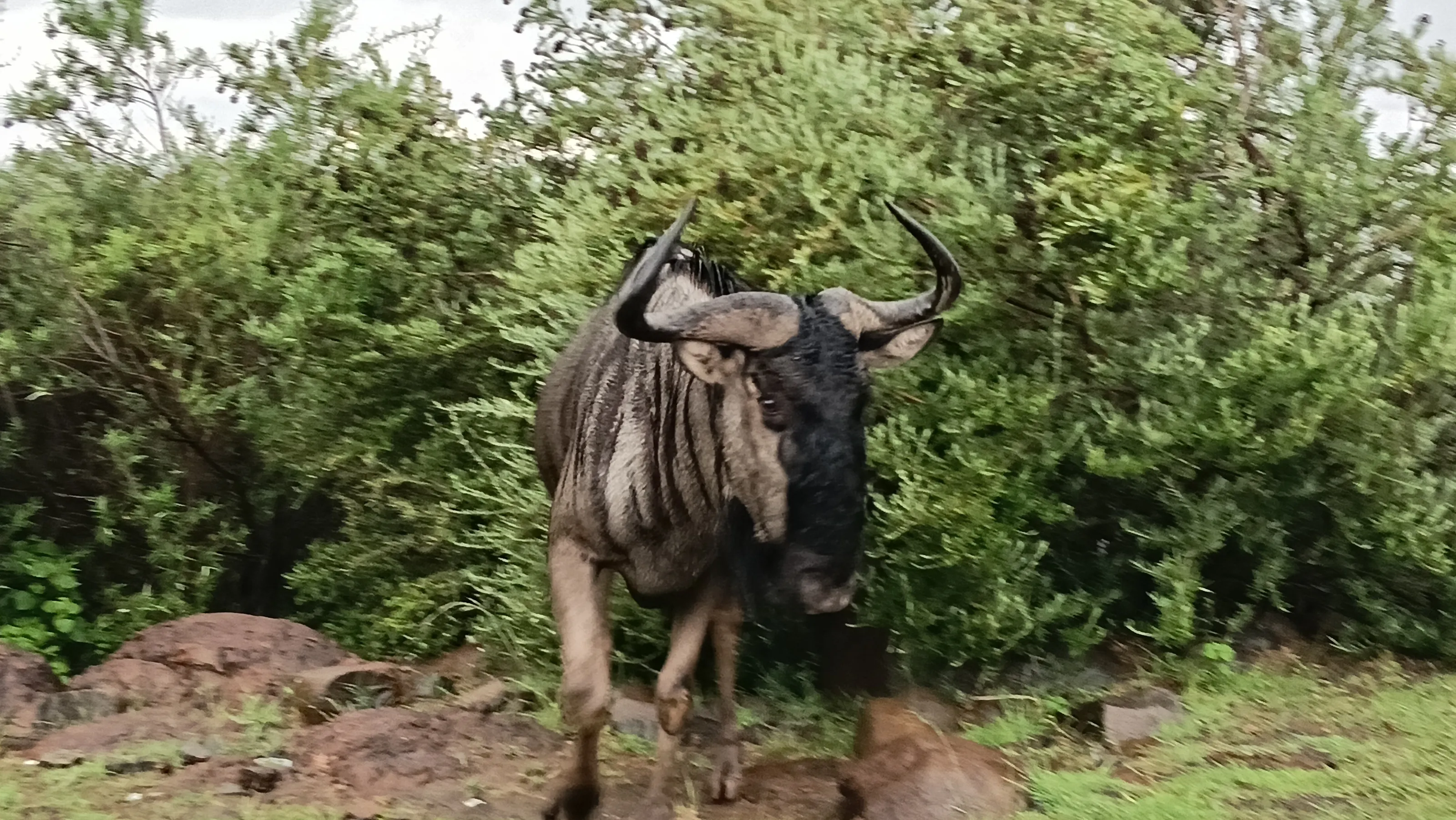 Wildbeest