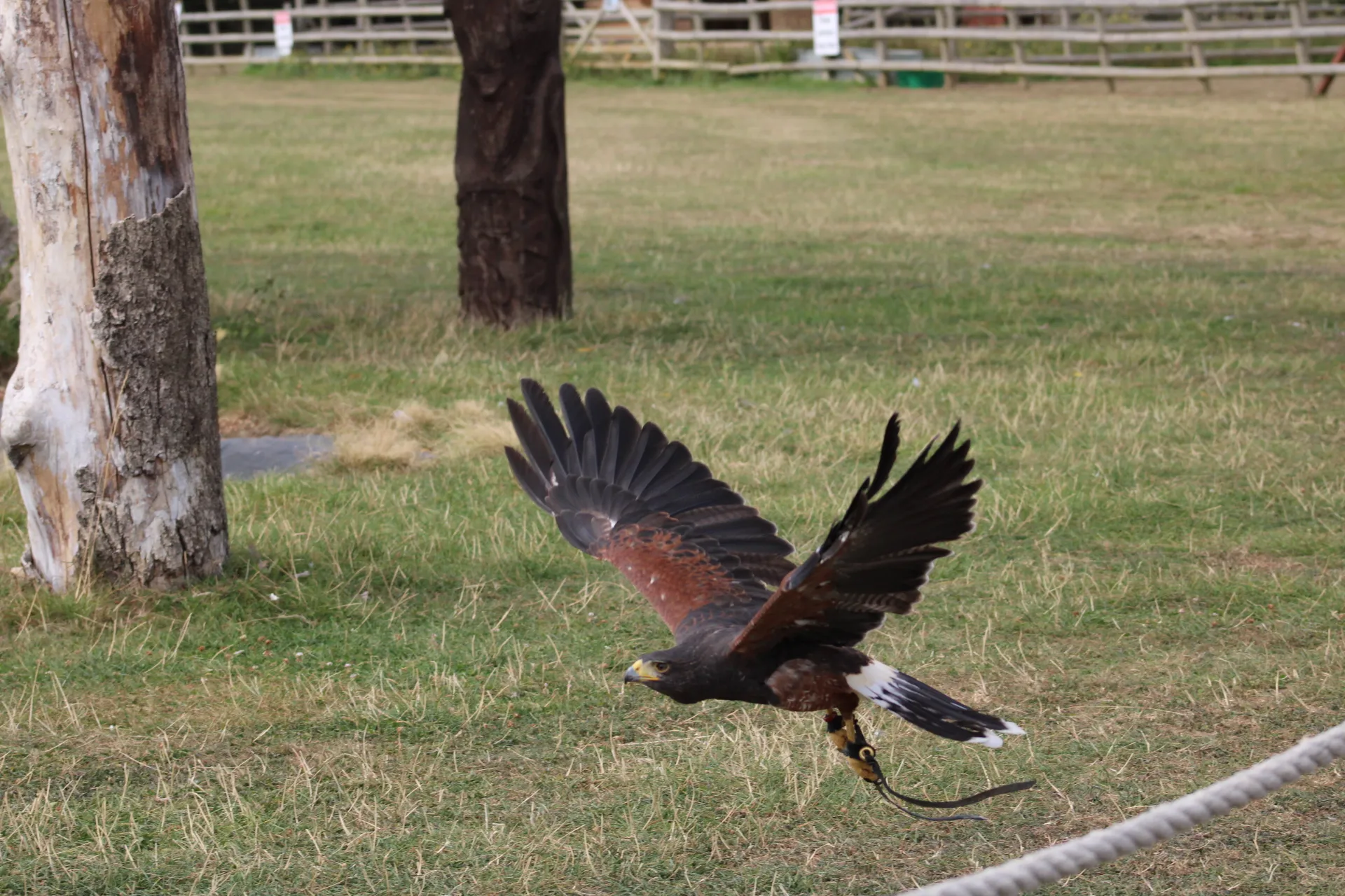 Harris hawk