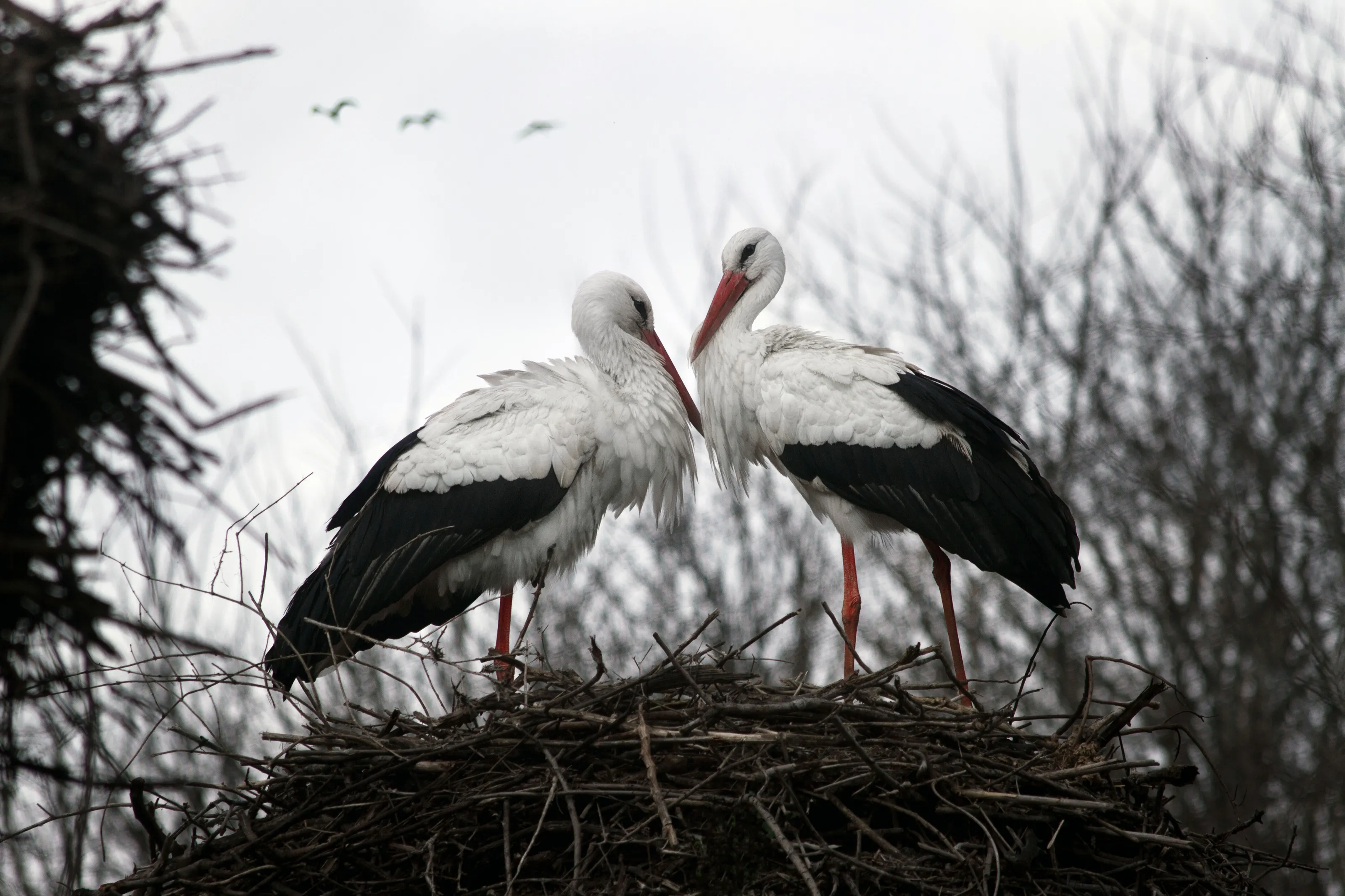 Storks are nesting