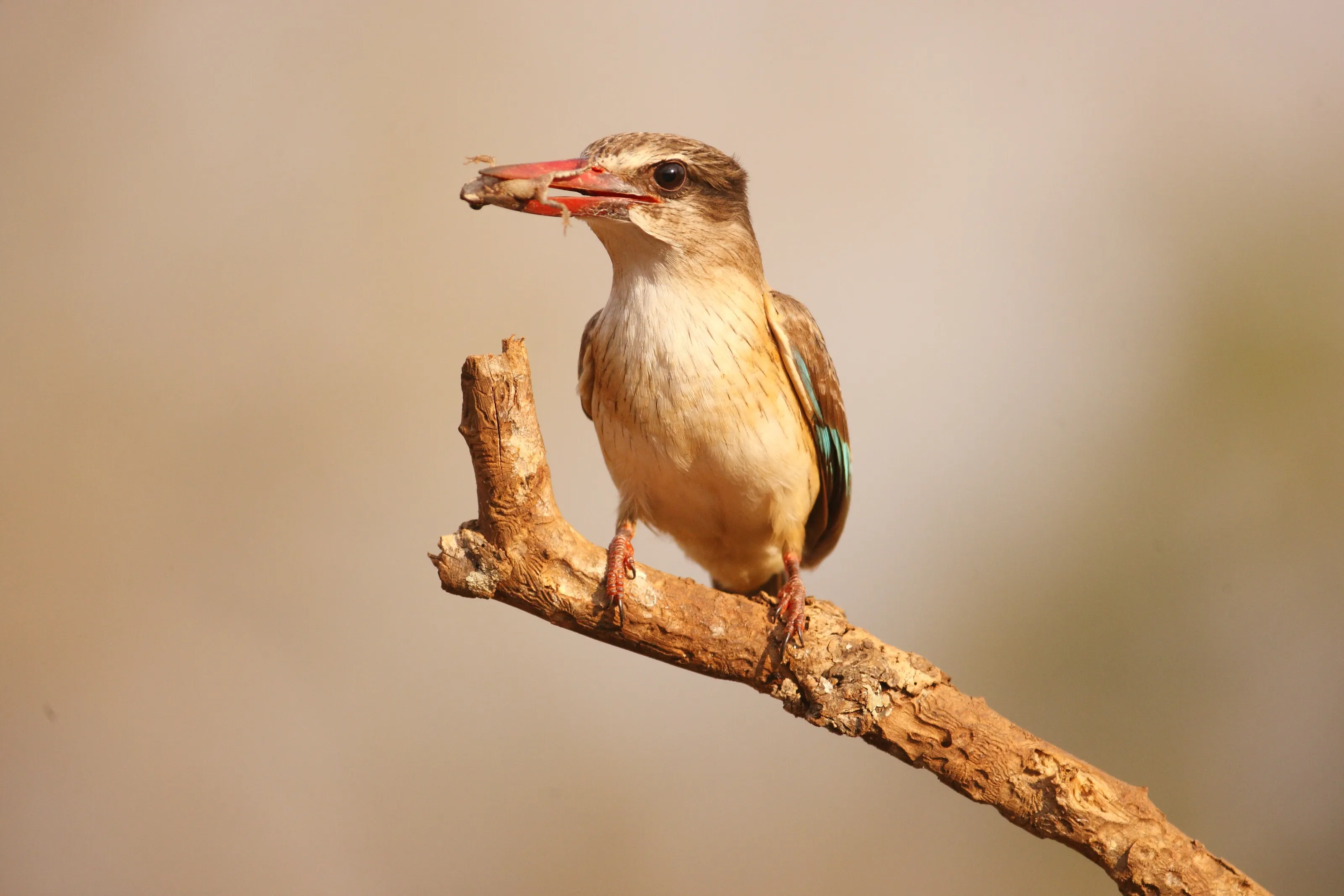 Kingfisher's Breakfast