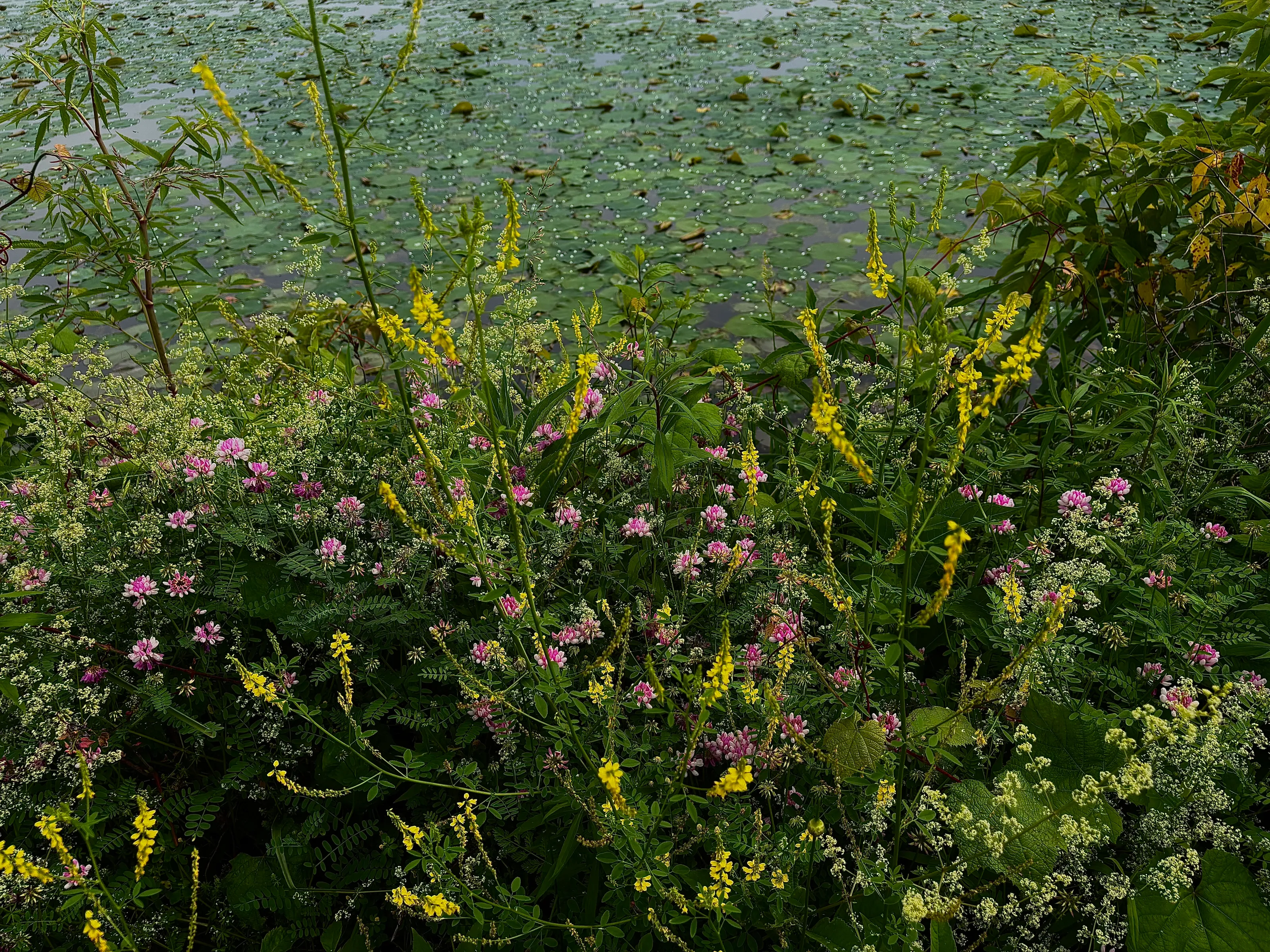 Pond-side Bloom