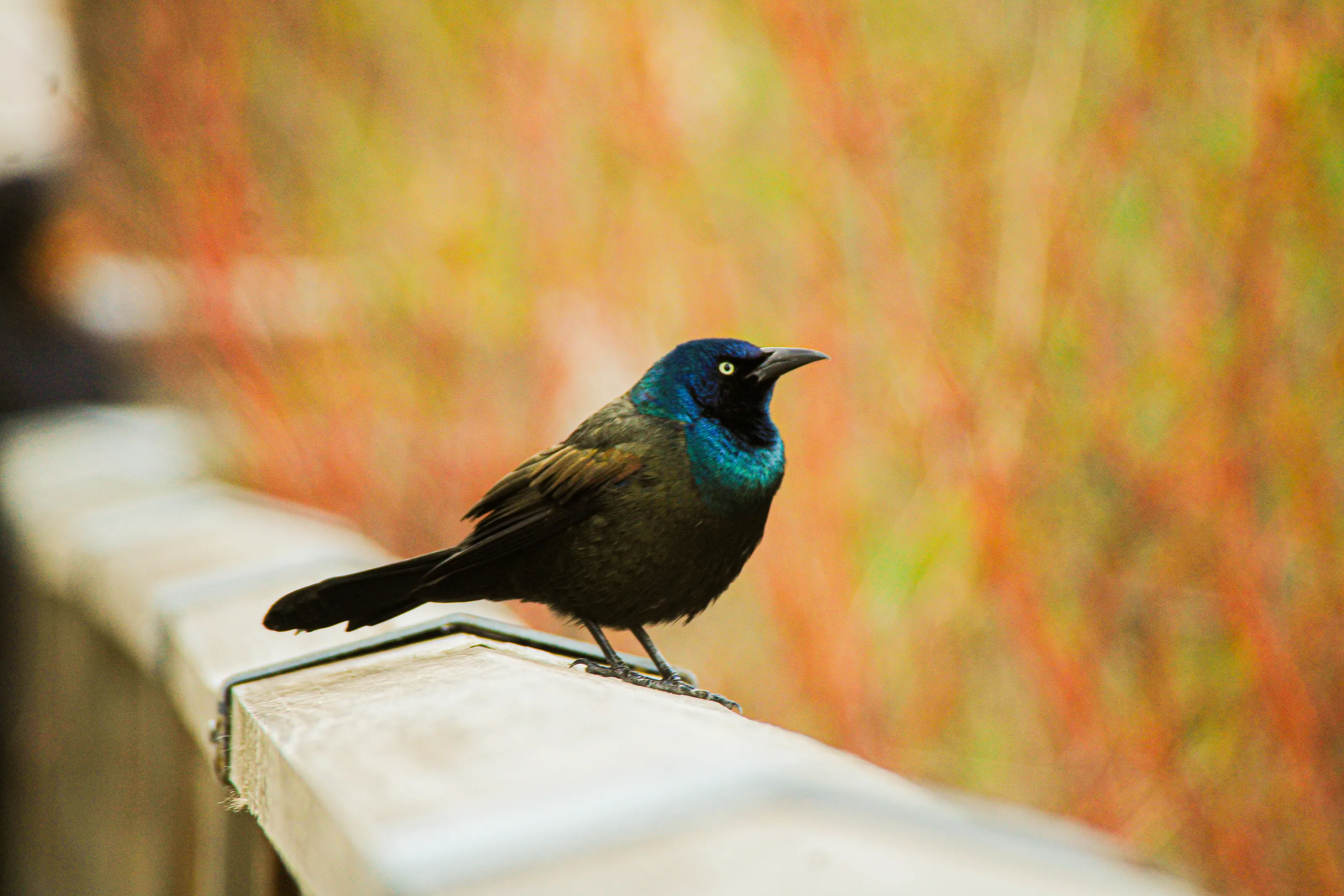 Common Grackle