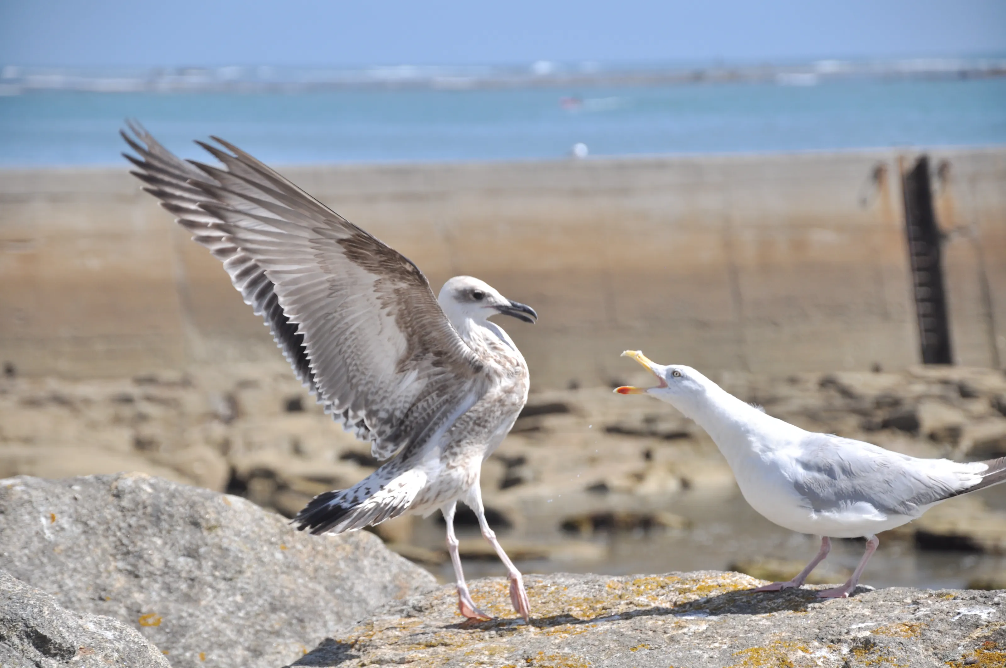 Spotted : Seagulls having a rant !