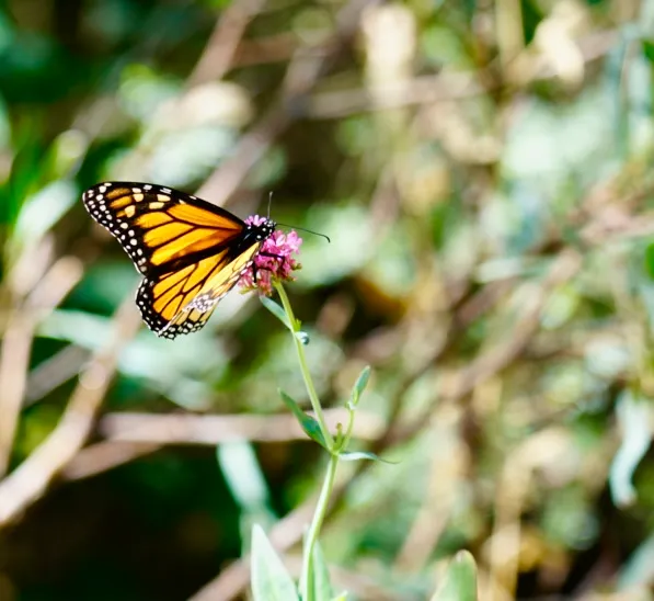 Garden Visitor