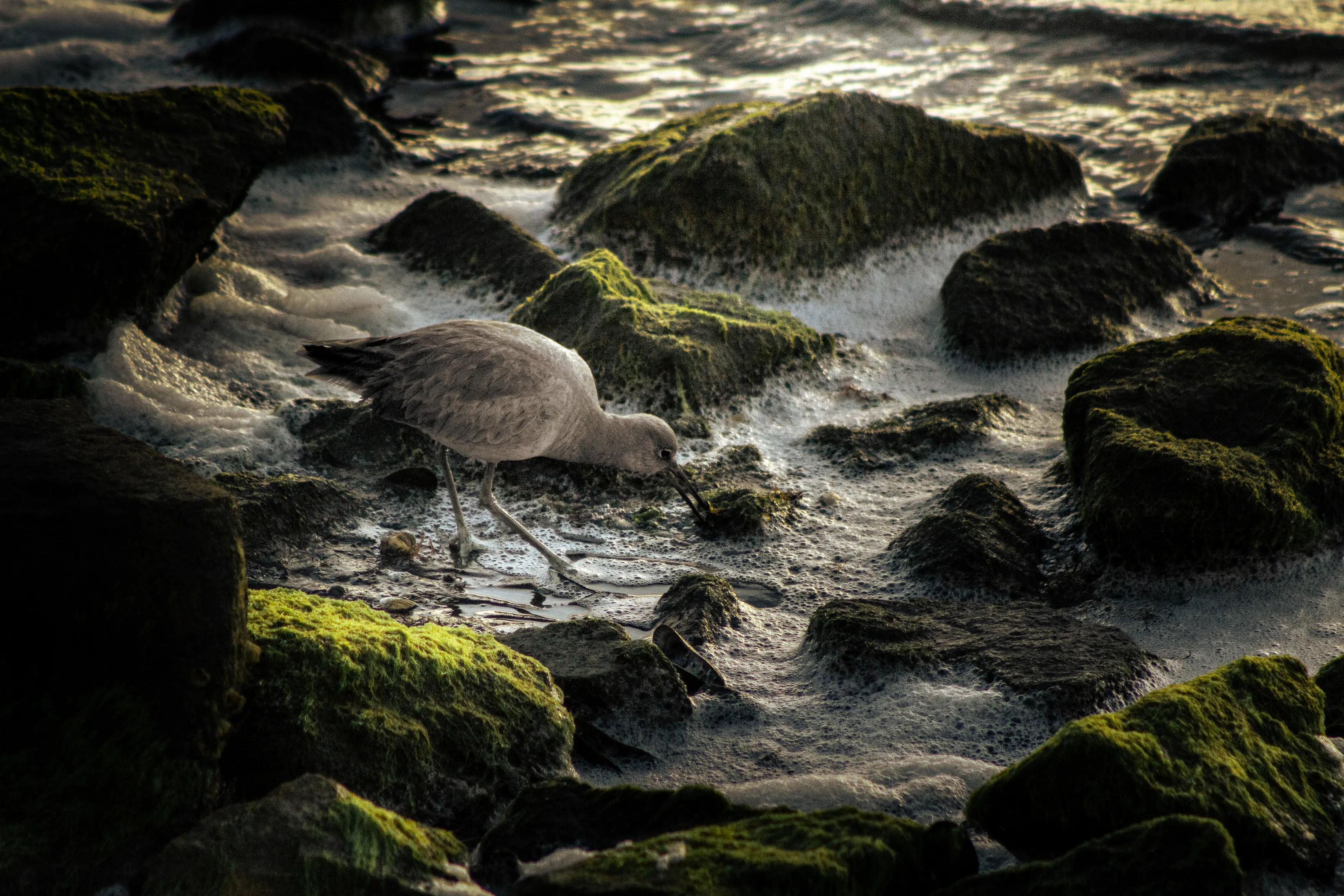 Scavenging