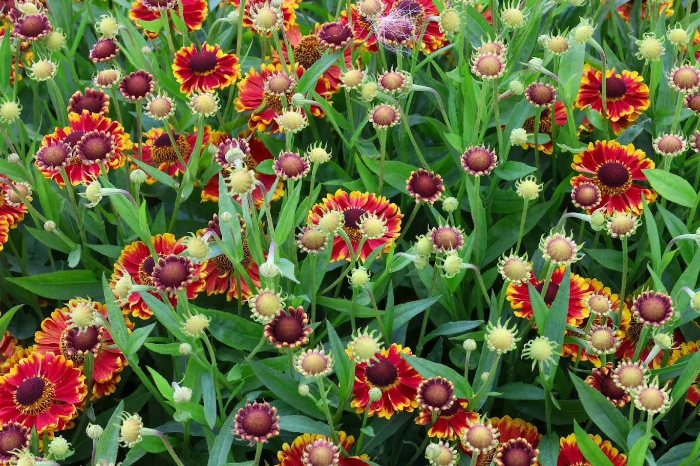 FLOWER FIELDS
