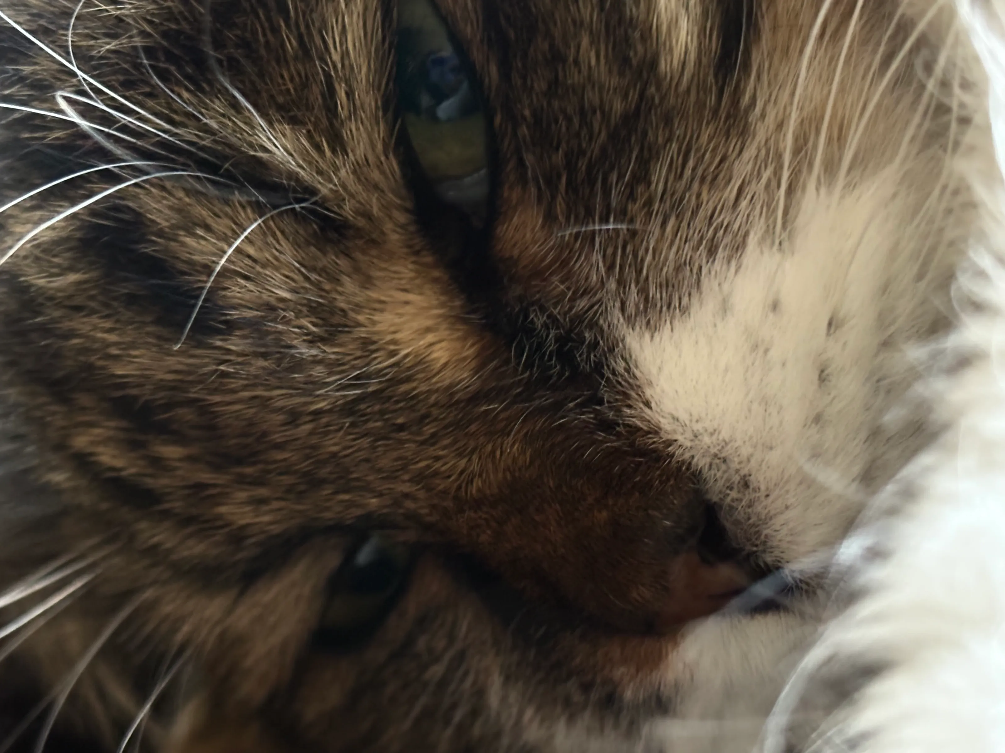 Cats eye
