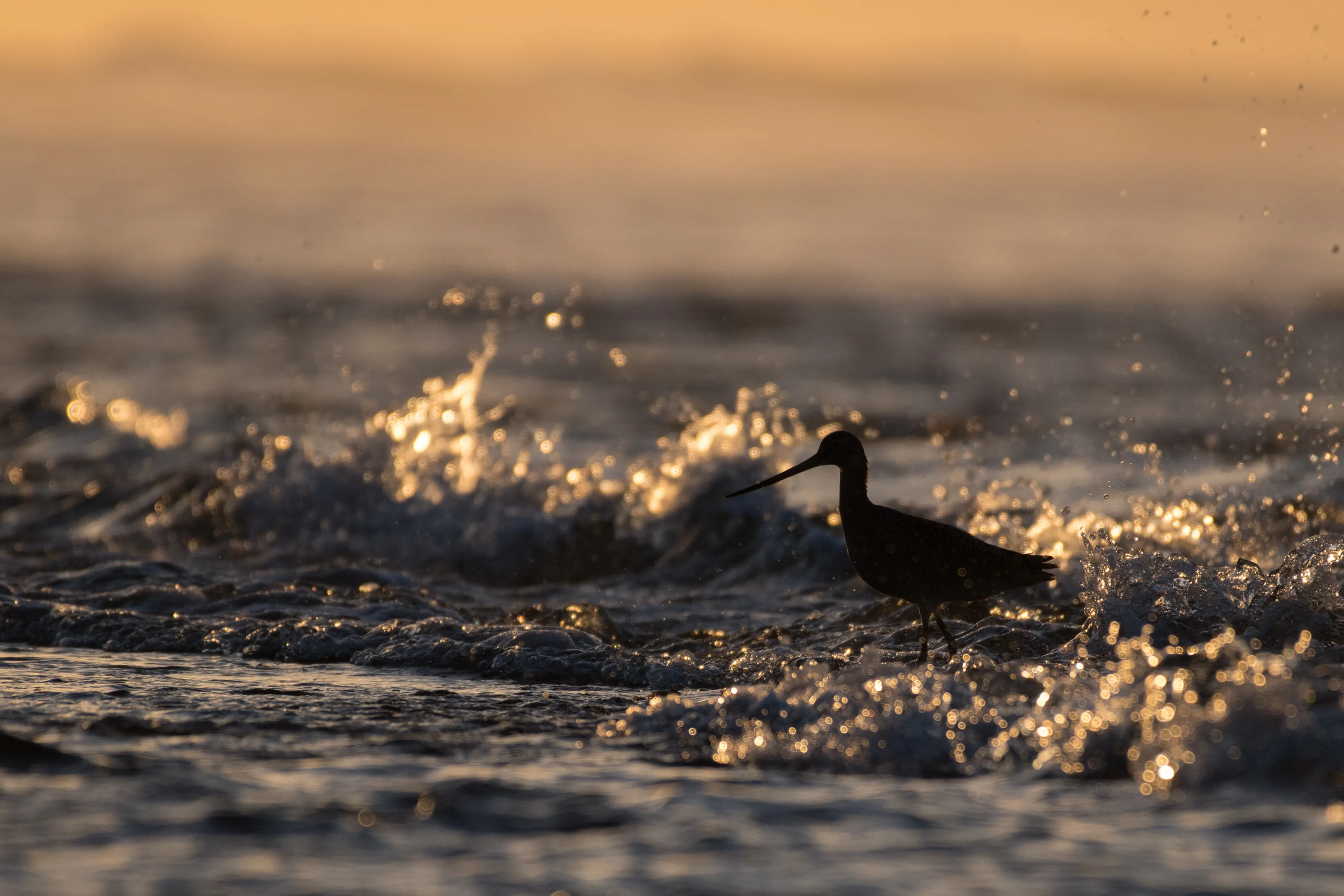 Marbled Godwit