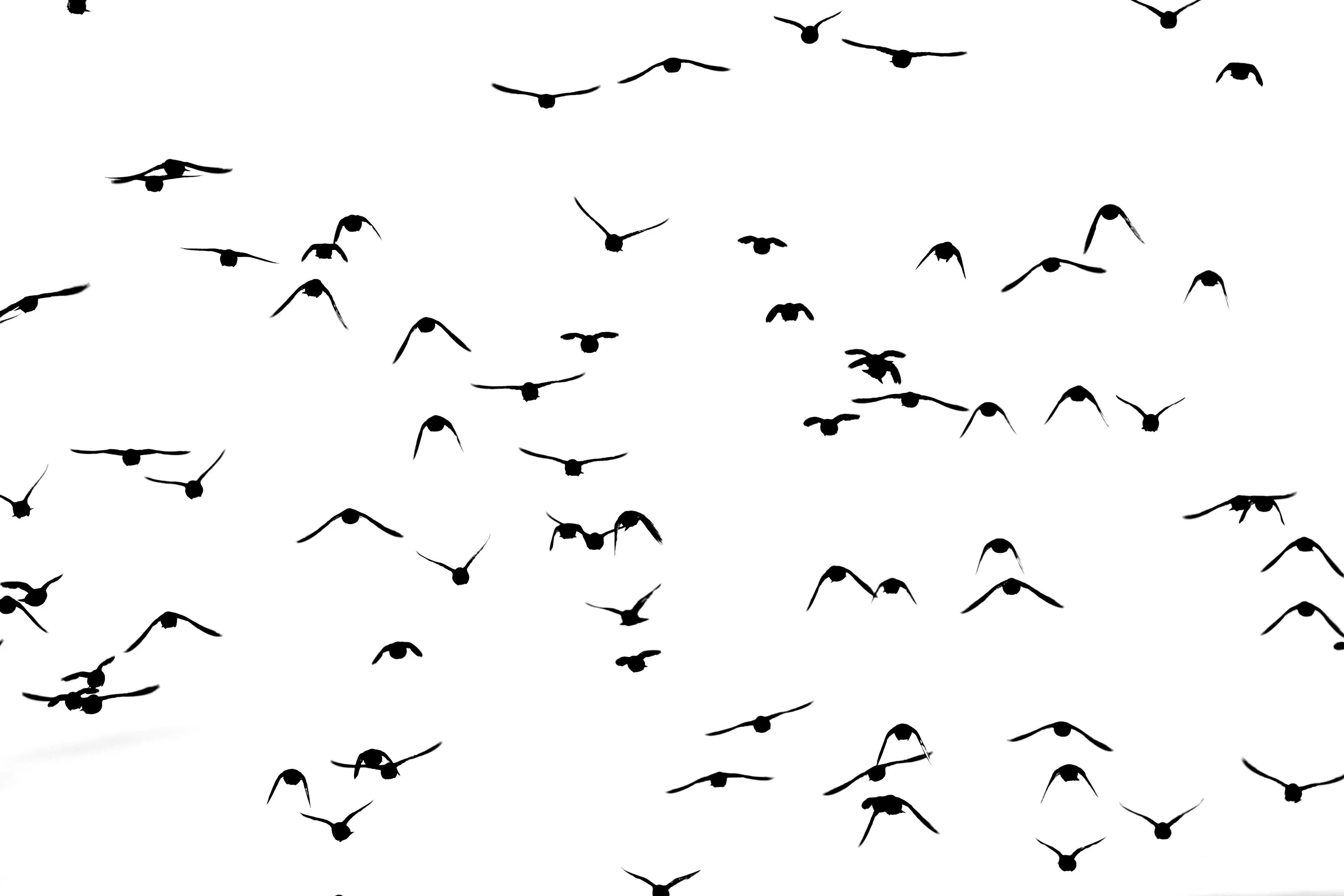 Starling pattern