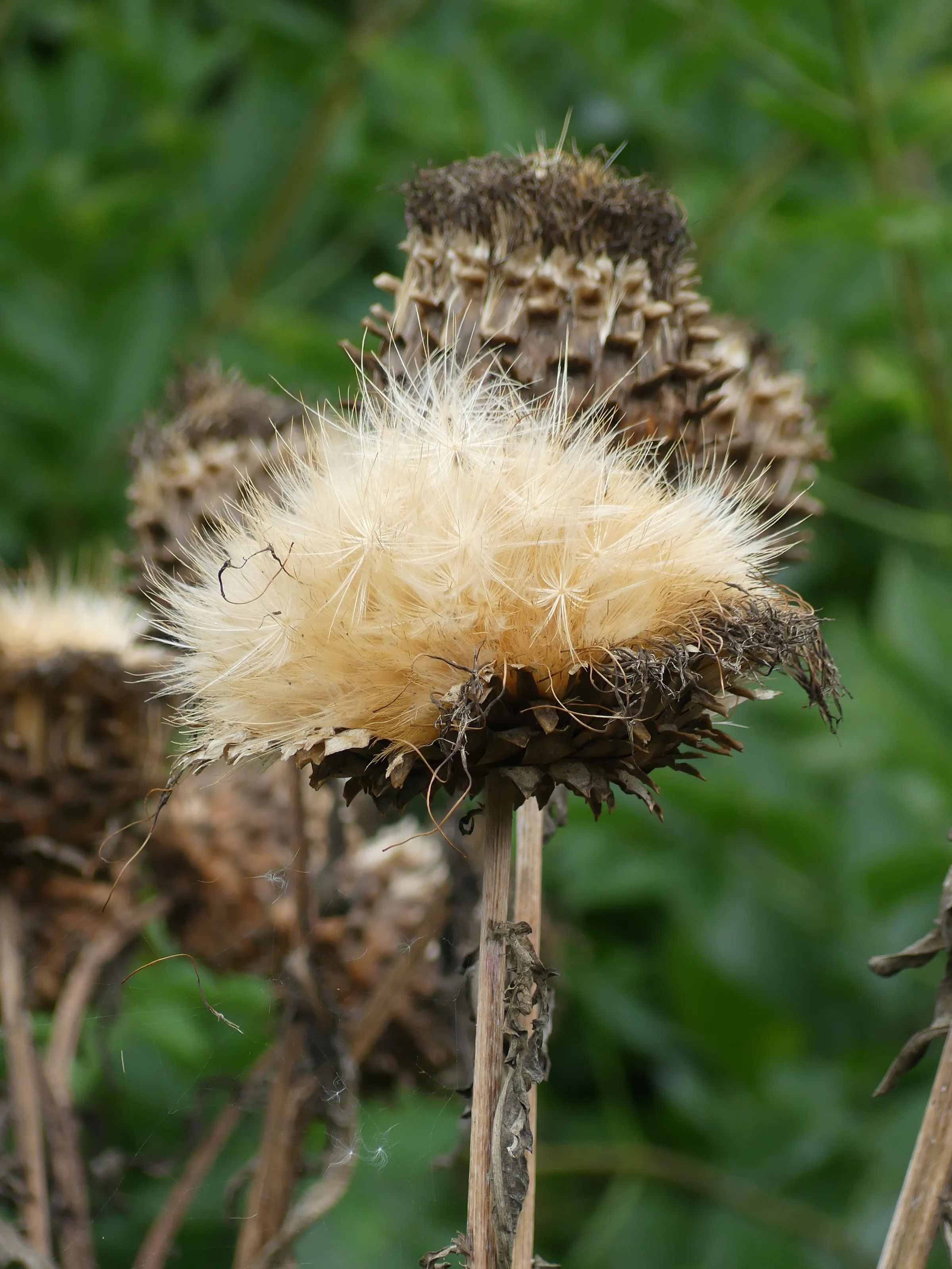 Seed Heads of Flowers