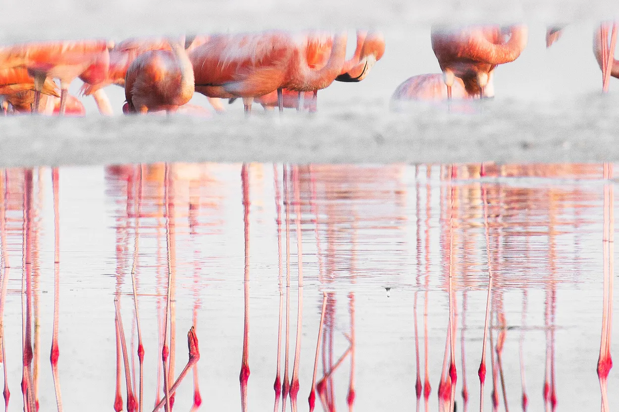 Entry 1381543