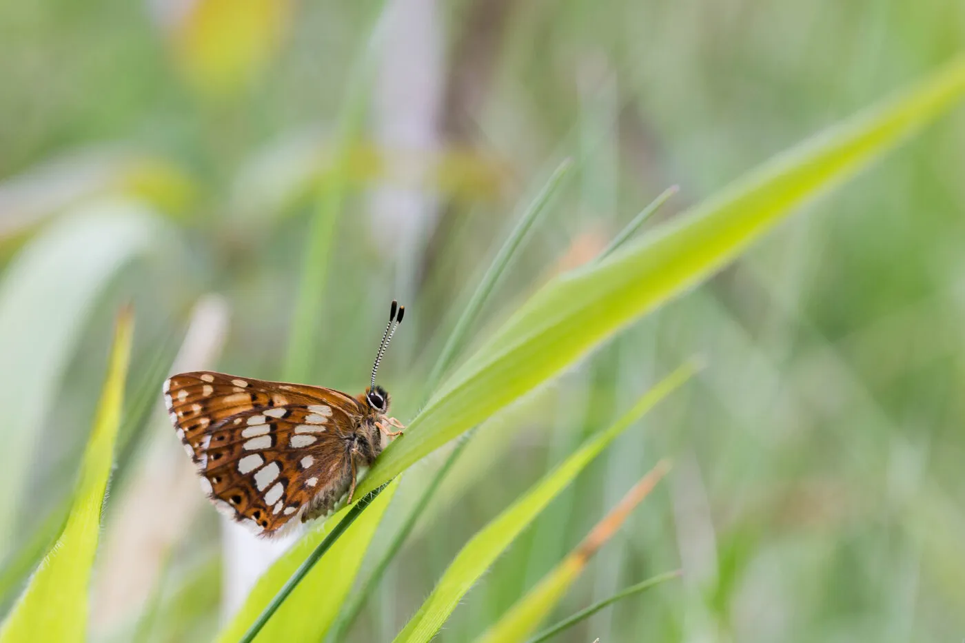 Duke of Burgundy