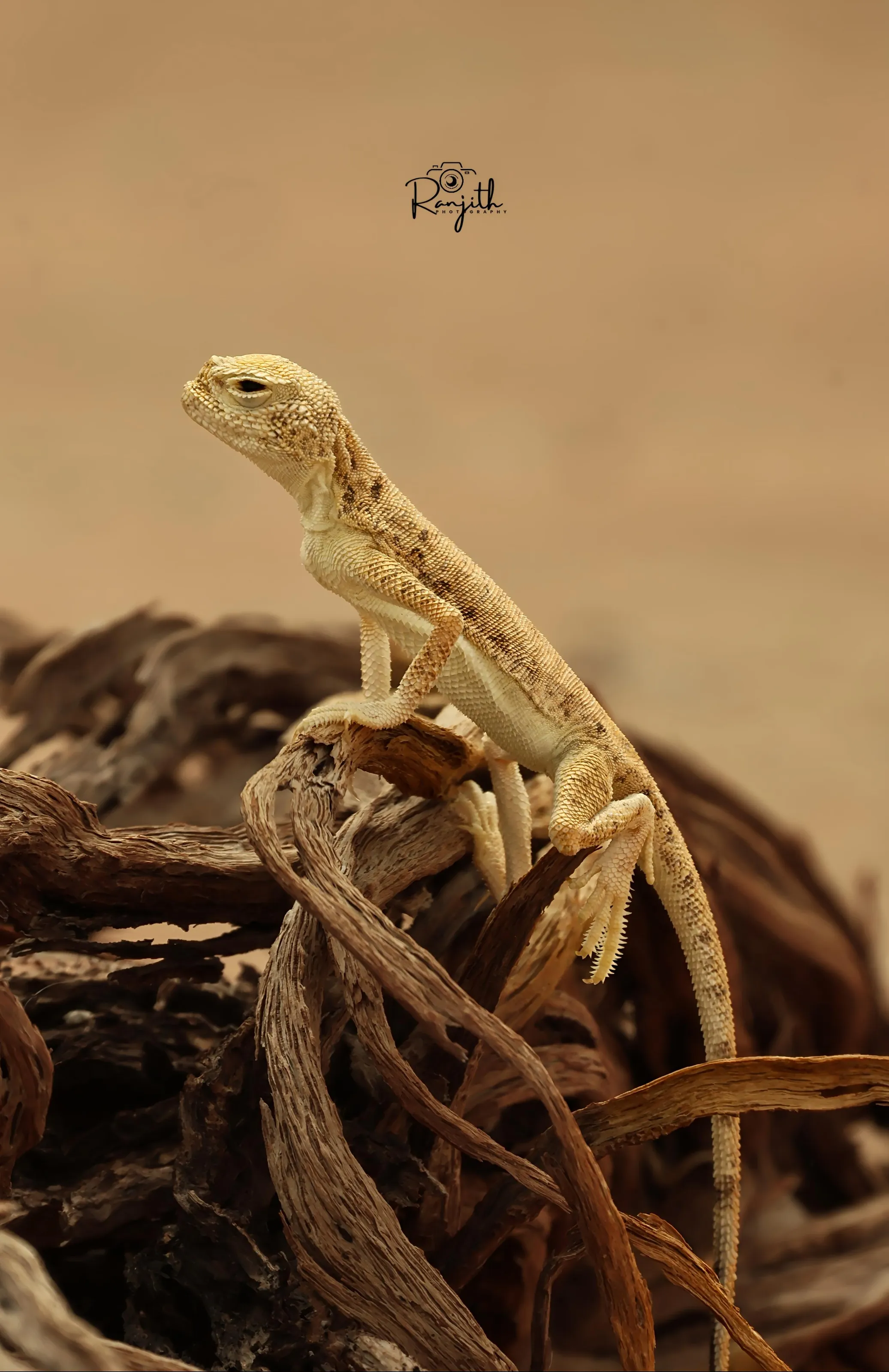 Blacktail Toadhead Agama