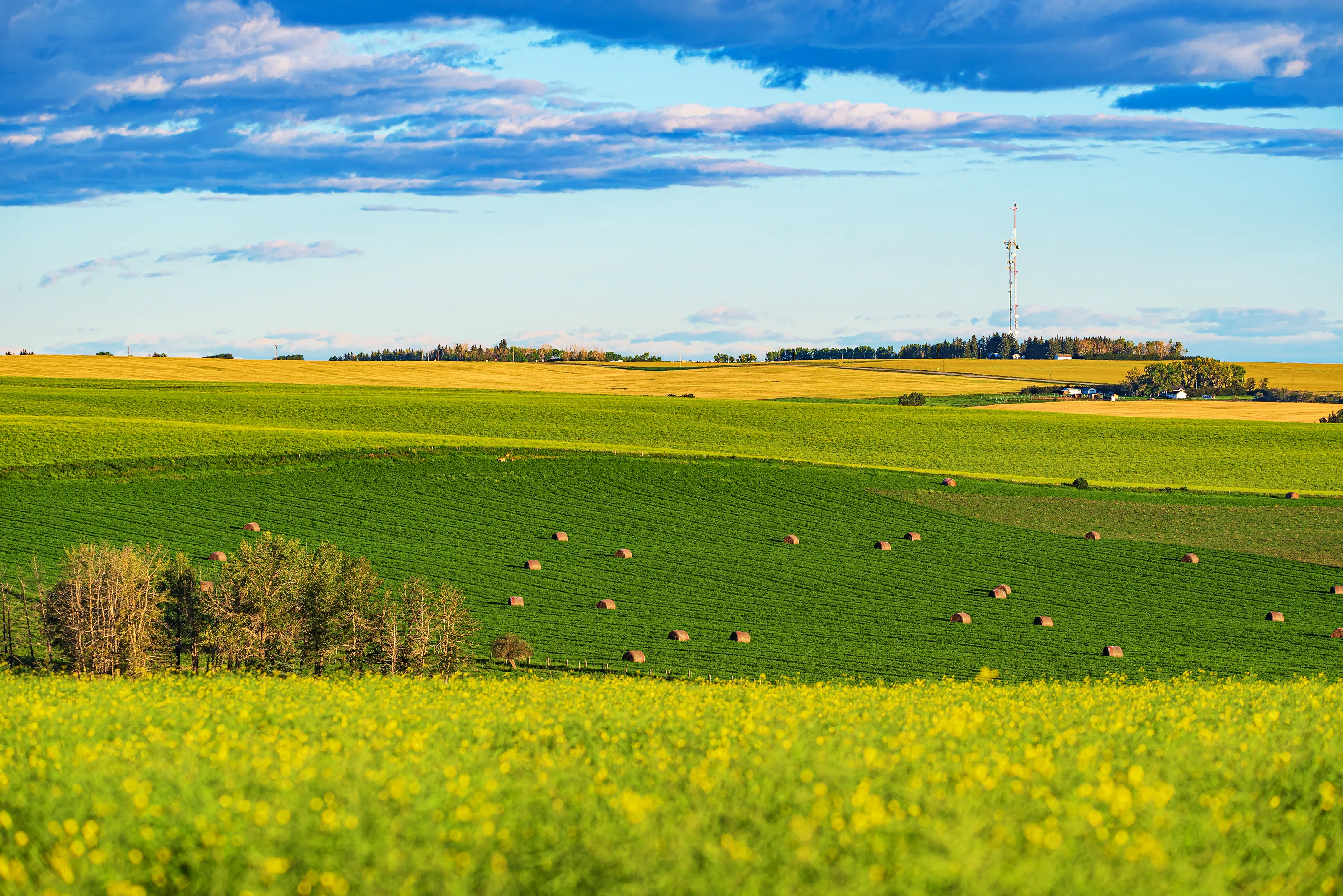 Sunny Days in the Countryside