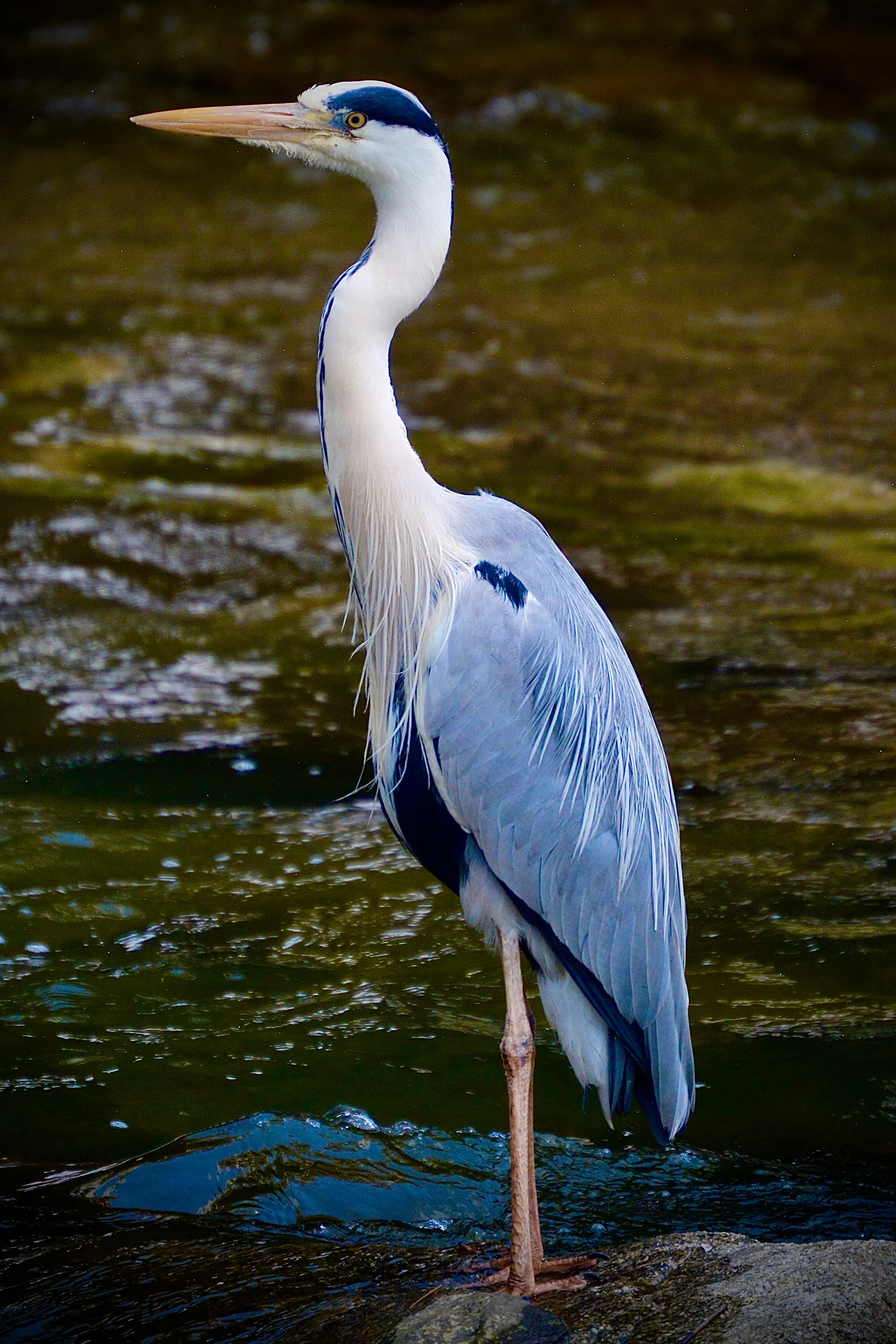 The Grey Heron