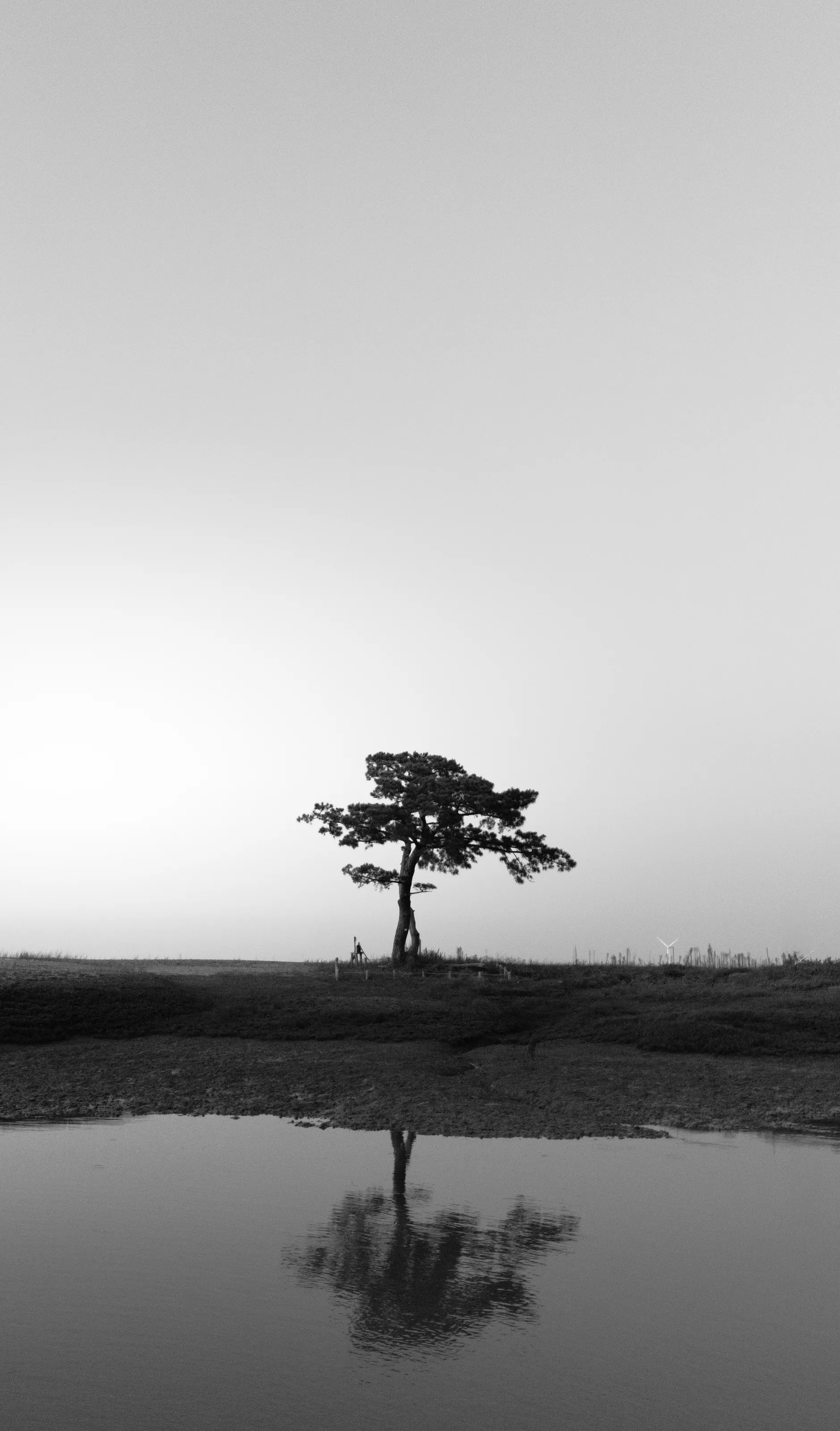 Lonely tree