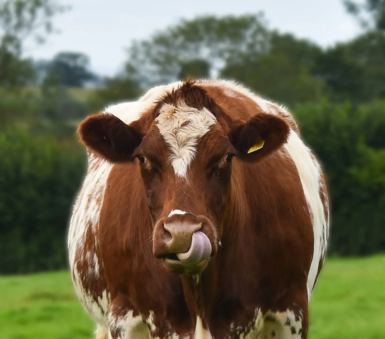 Mad cow disease