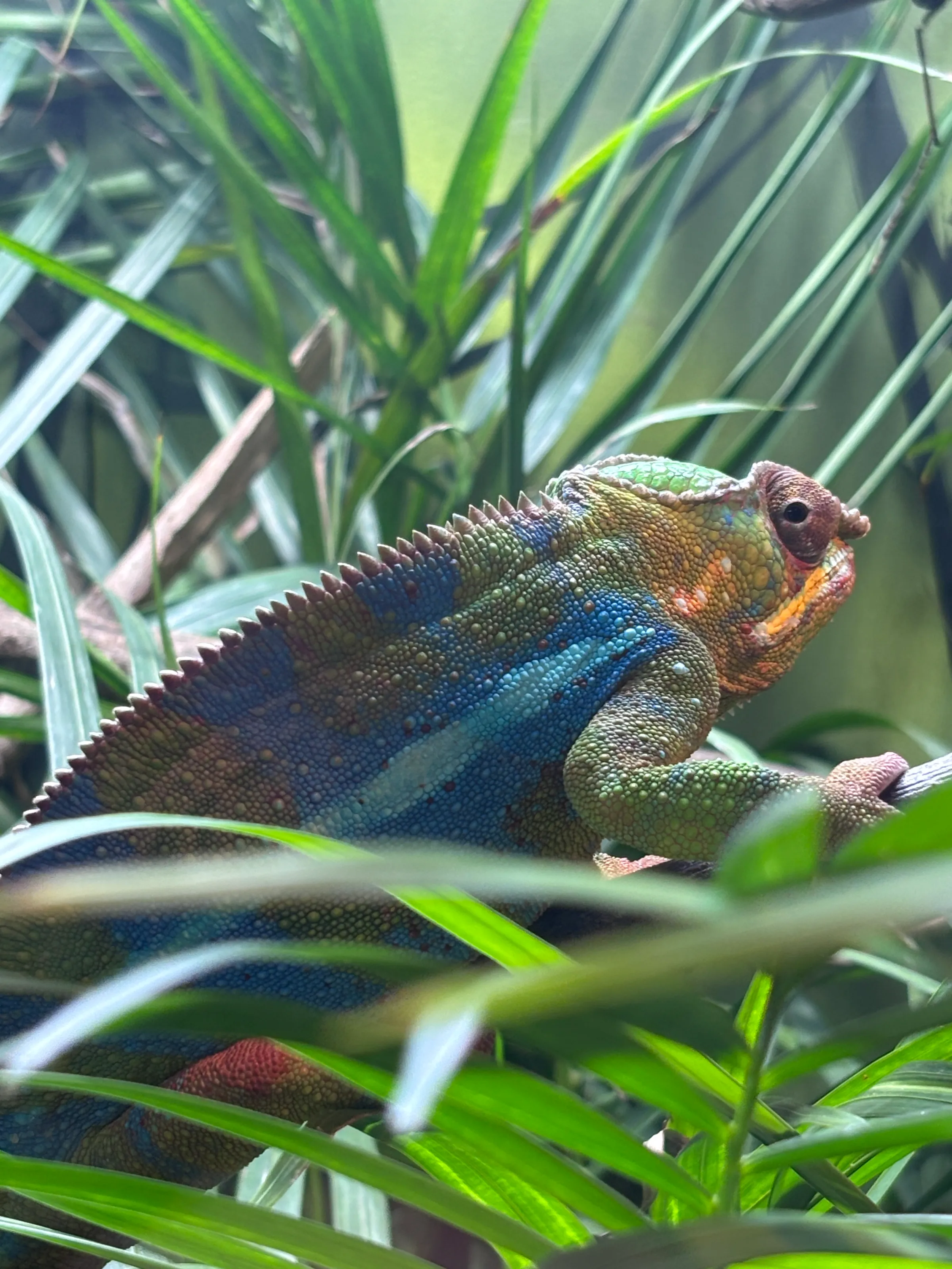 Chameleon