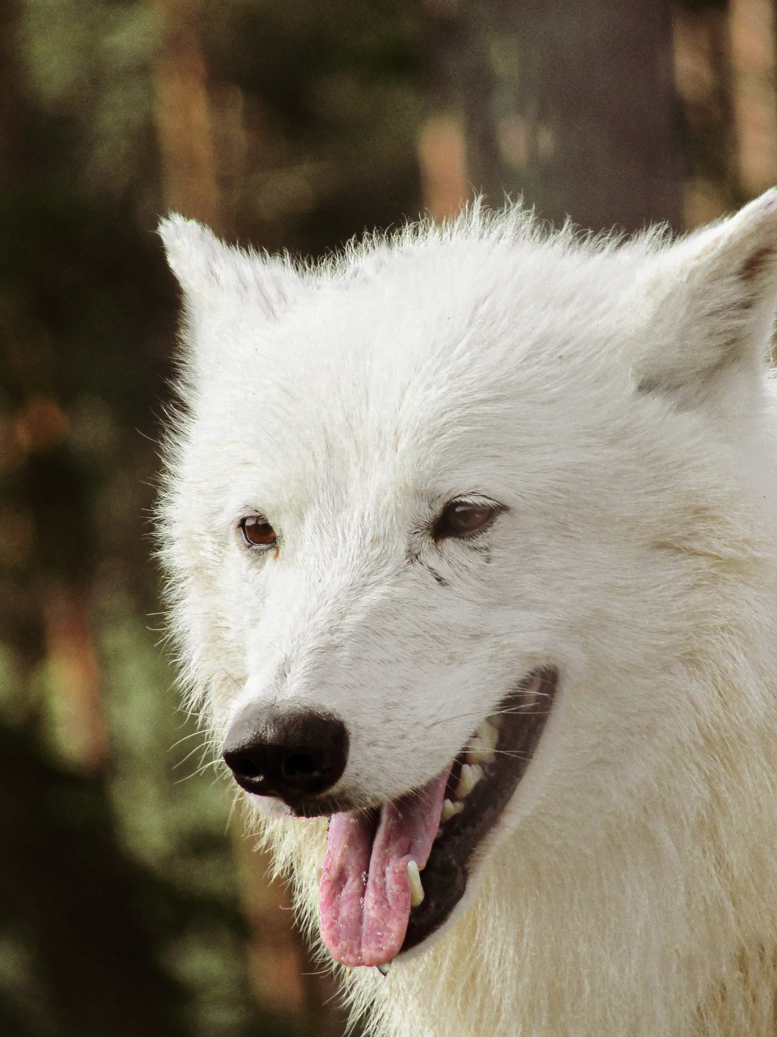 King of the Arctic Wilderness