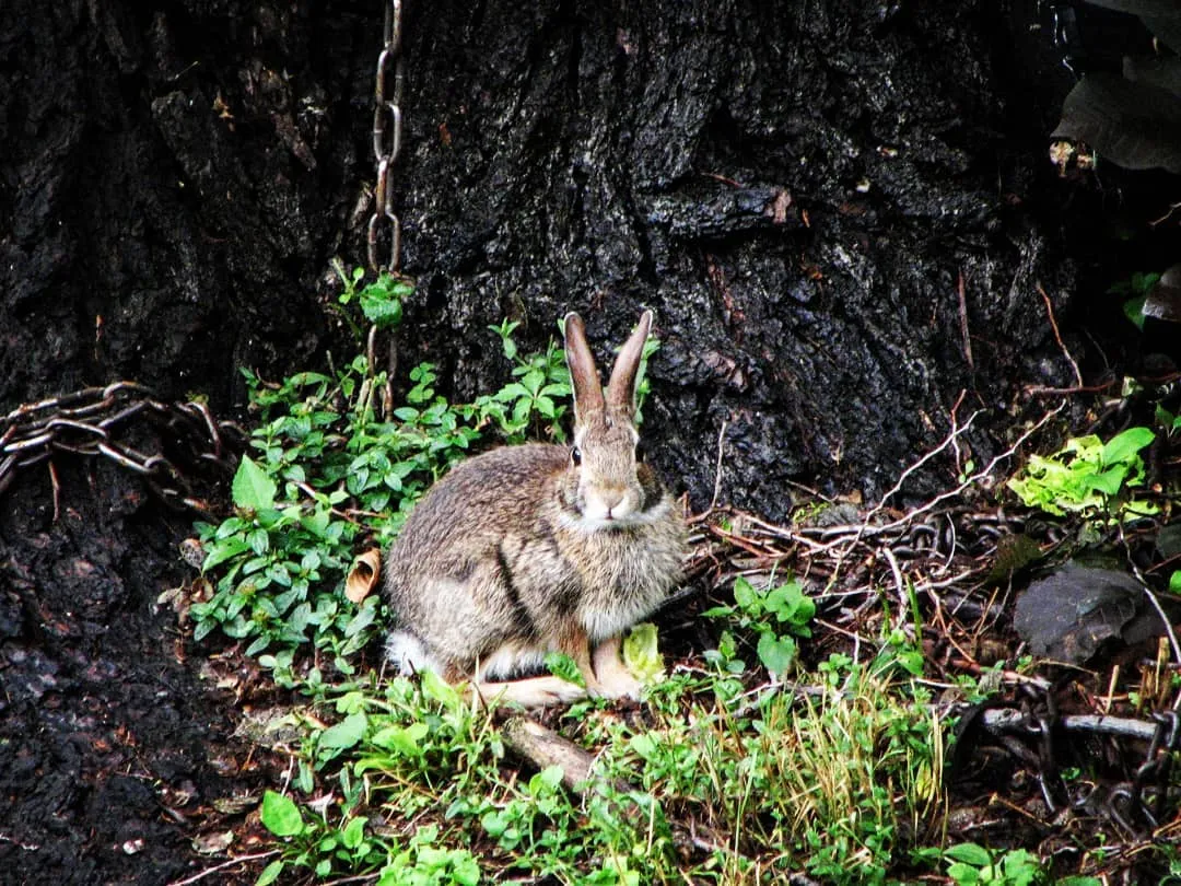 Down The Rabbit Hole