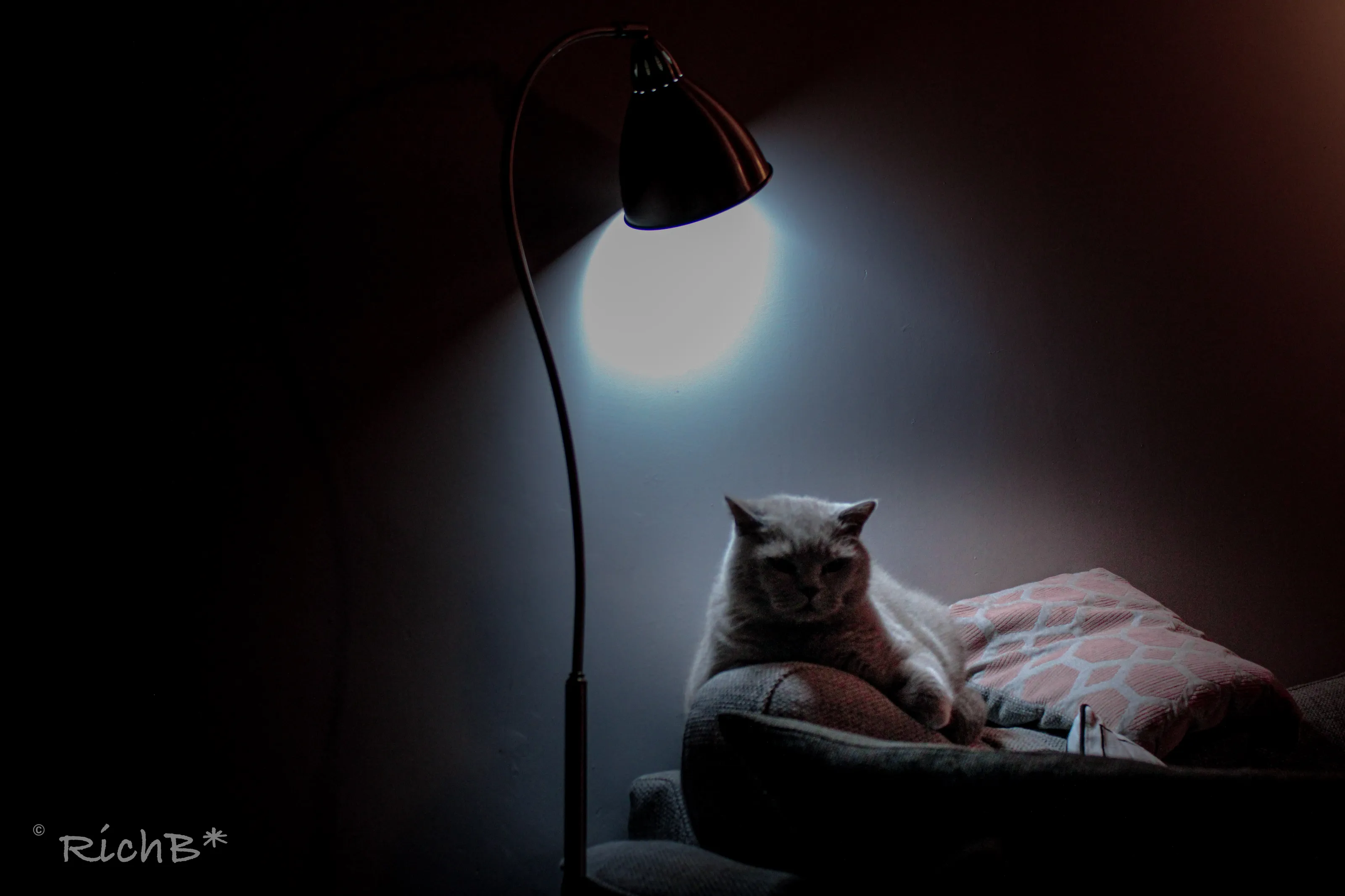 Purrlock Holmes