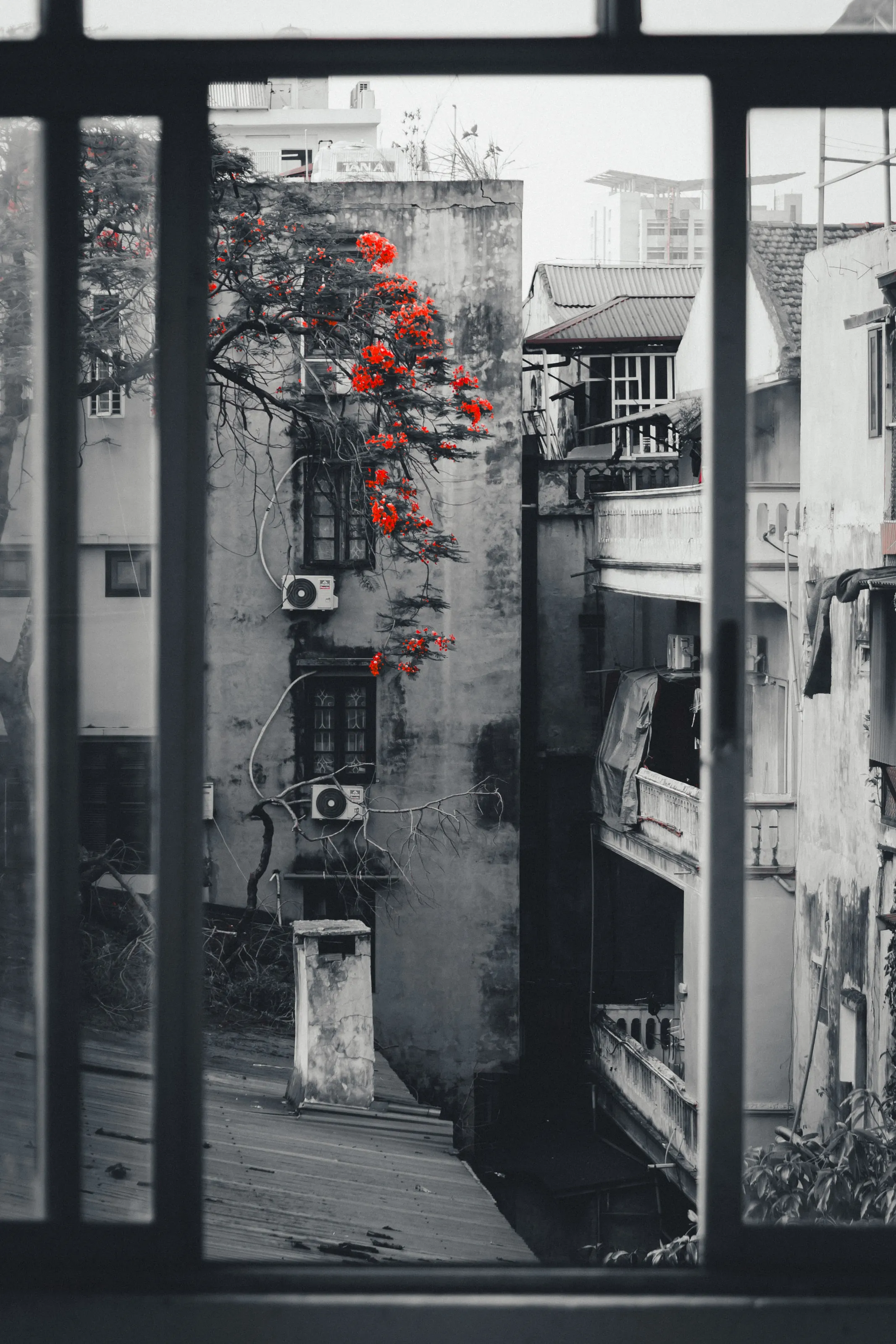 Poinciana Flowers